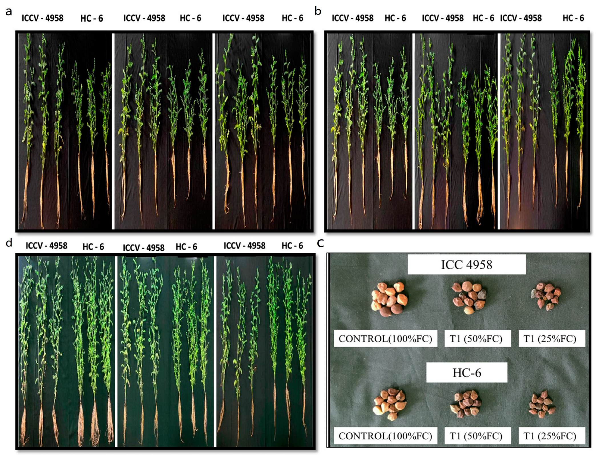 Agronomy 13 01814 g001 Agronomy 13 01814 g001