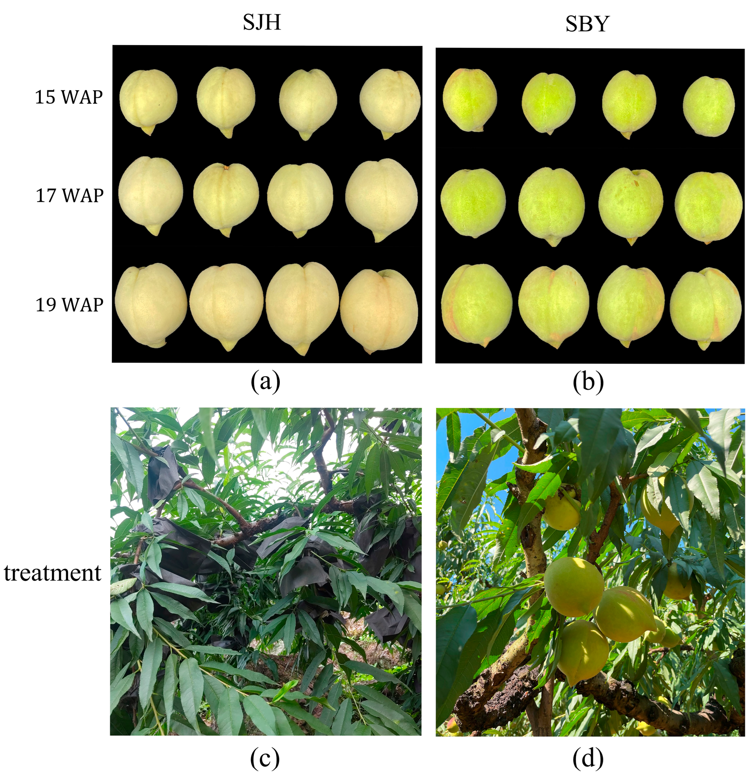 Agronomy 13 01833 g001 Agronomy 13 01833 g001