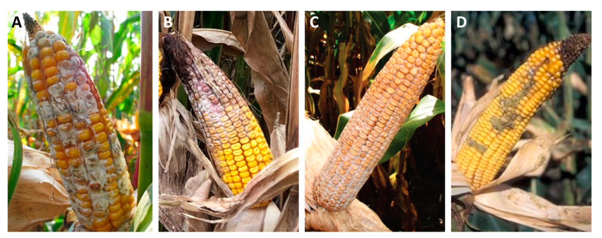 Agronomy 13 01836 g001 Agronomy 13 01836 g001