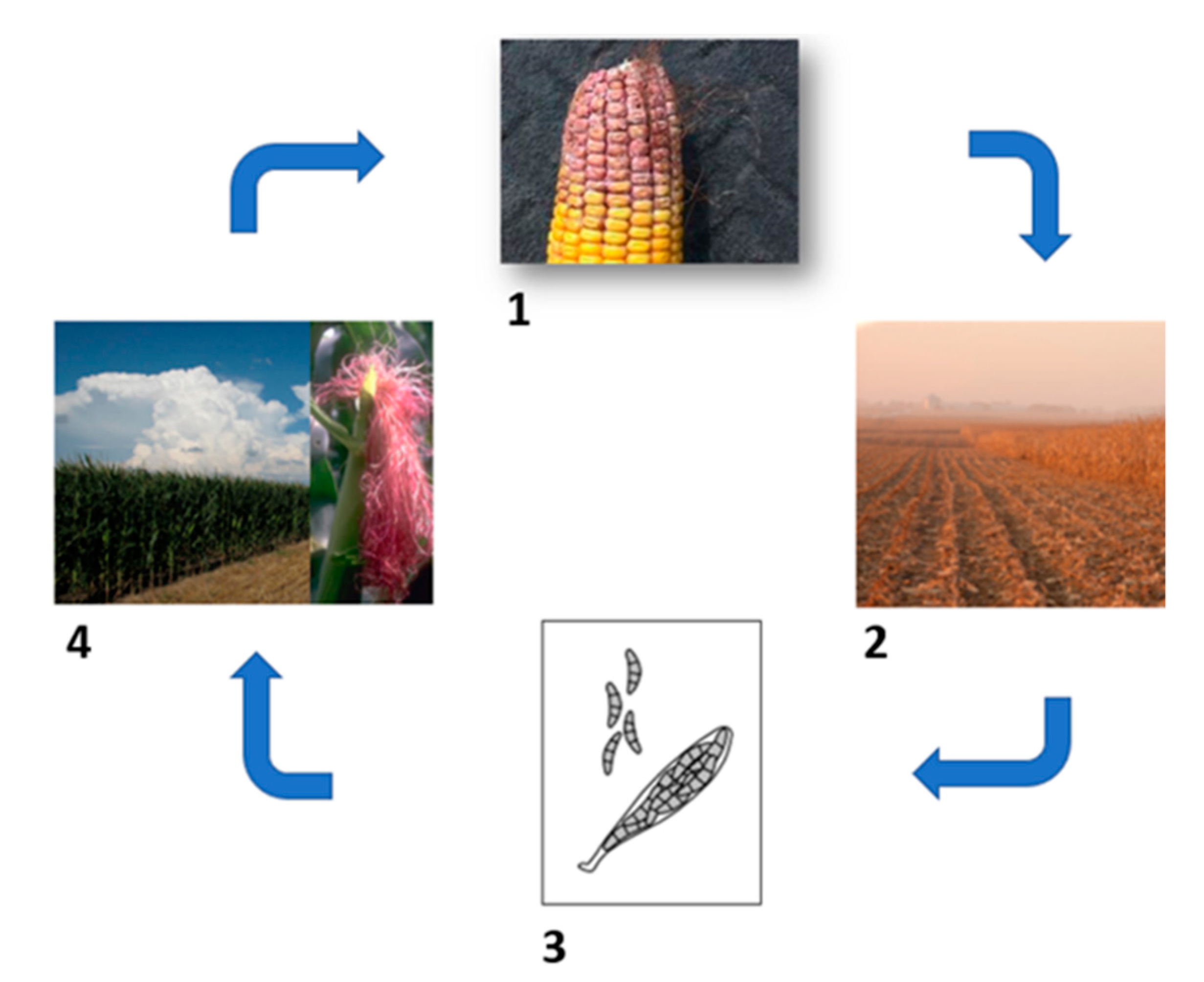 Agronomy 13 01836 g003 Agronomy 13 01836 g003