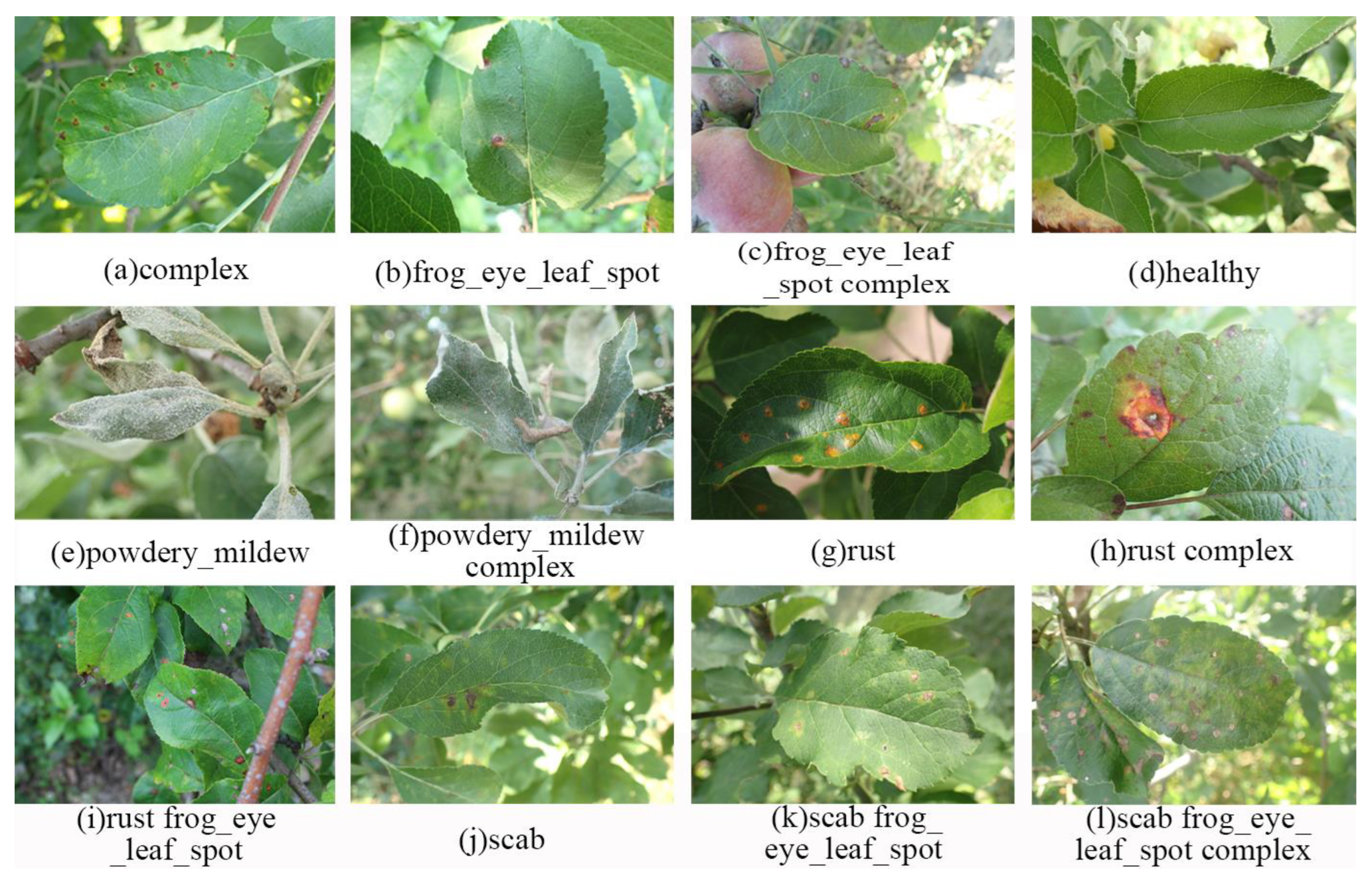 Agronomy 13 01849 g007