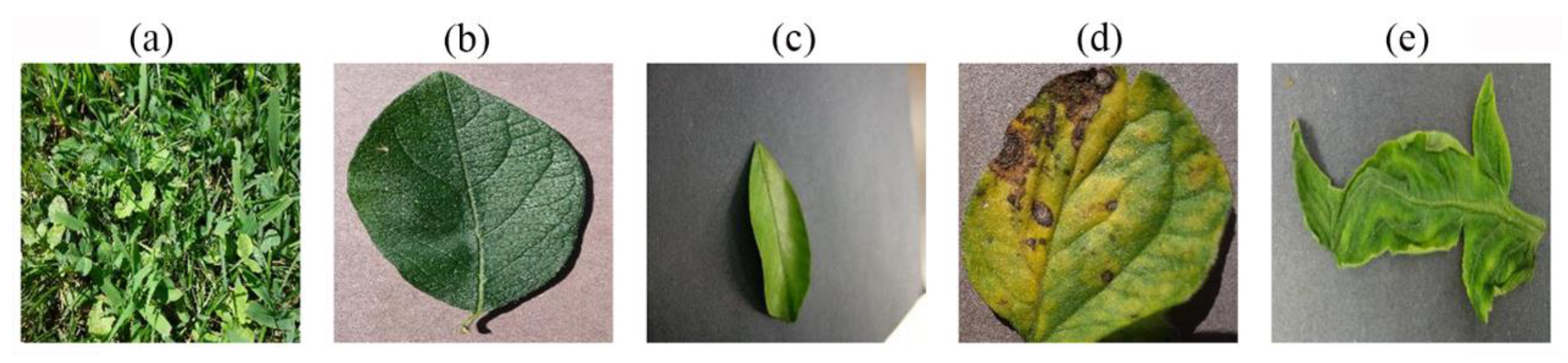 Agronomy 13 01849 g010