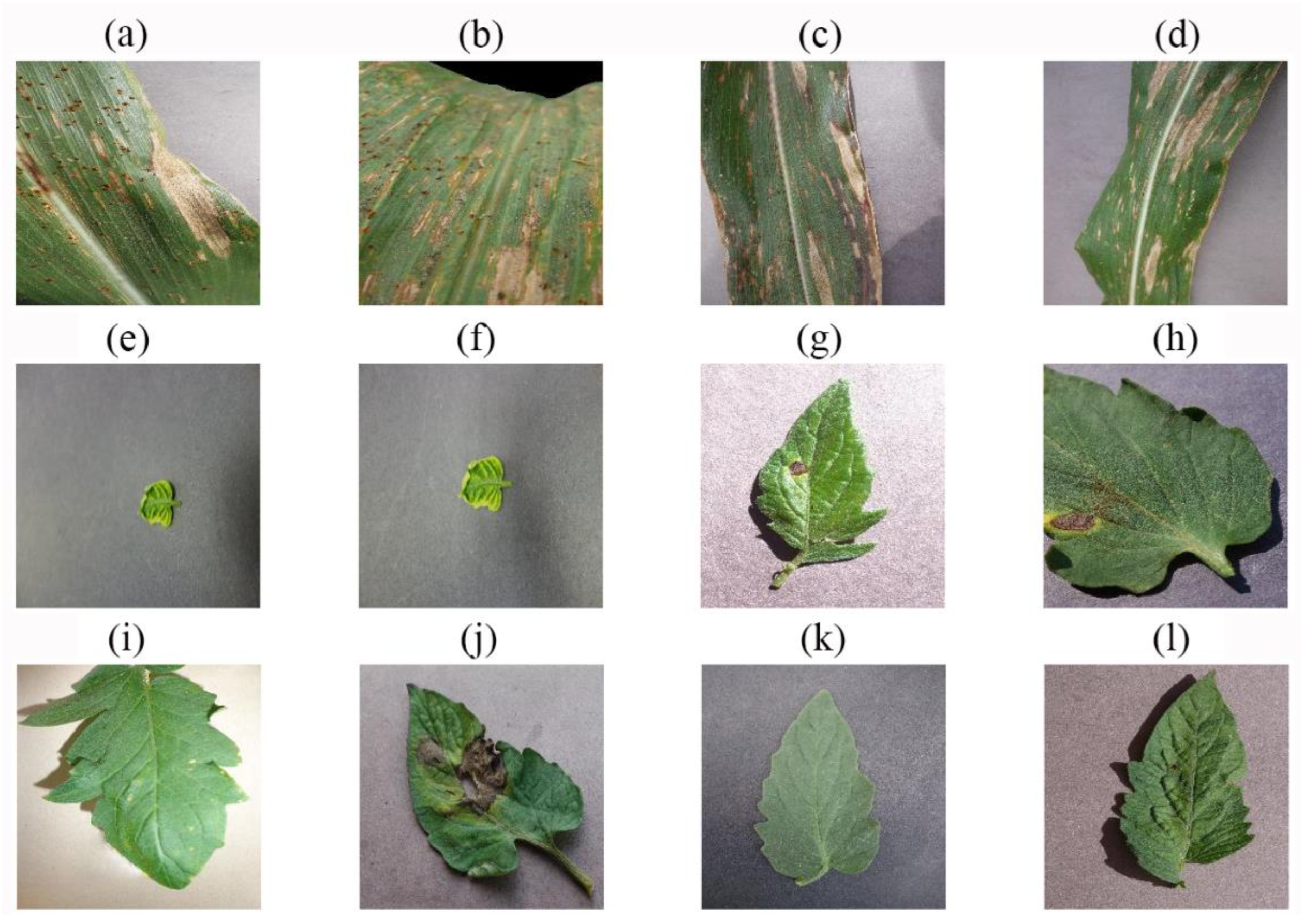 Agronomy 13 01849 g011