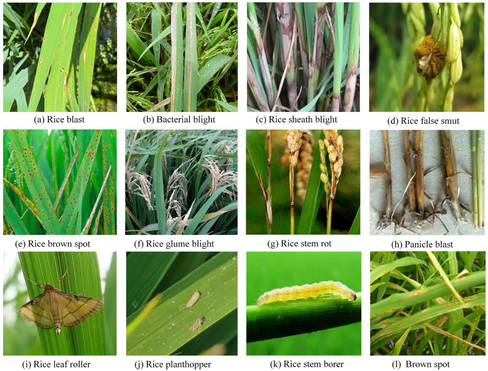 Agronomy 13 01851 g001