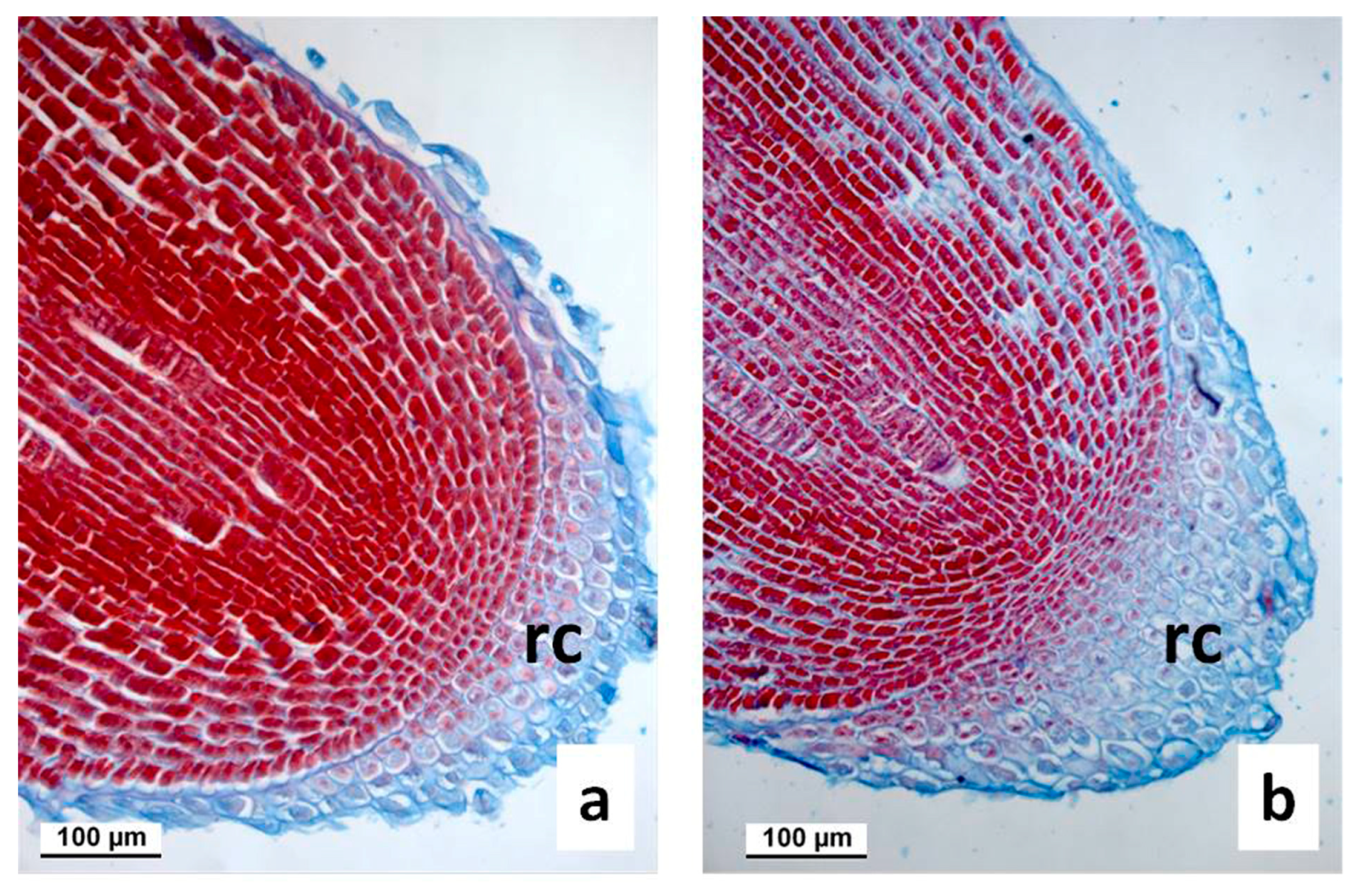 Agronomy 13 01857 g002 Agronomy 13 01857 g002
