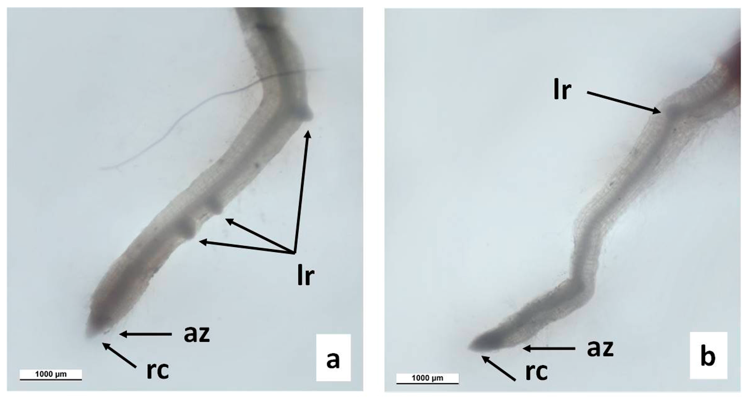 Agronomy 13 01857 g003 Agronomy 13 01857 g003