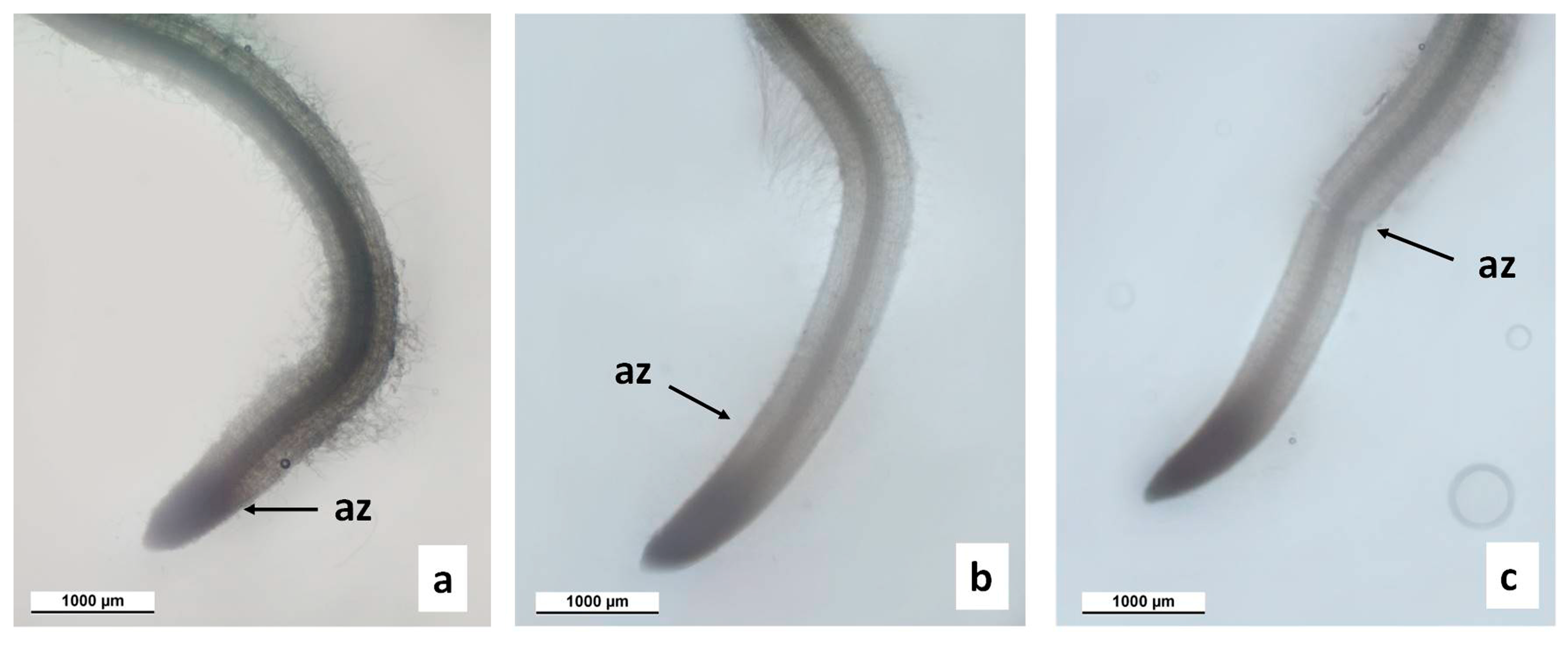 Agronomy 13 01857 g004 Agronomy 13 01857 g004