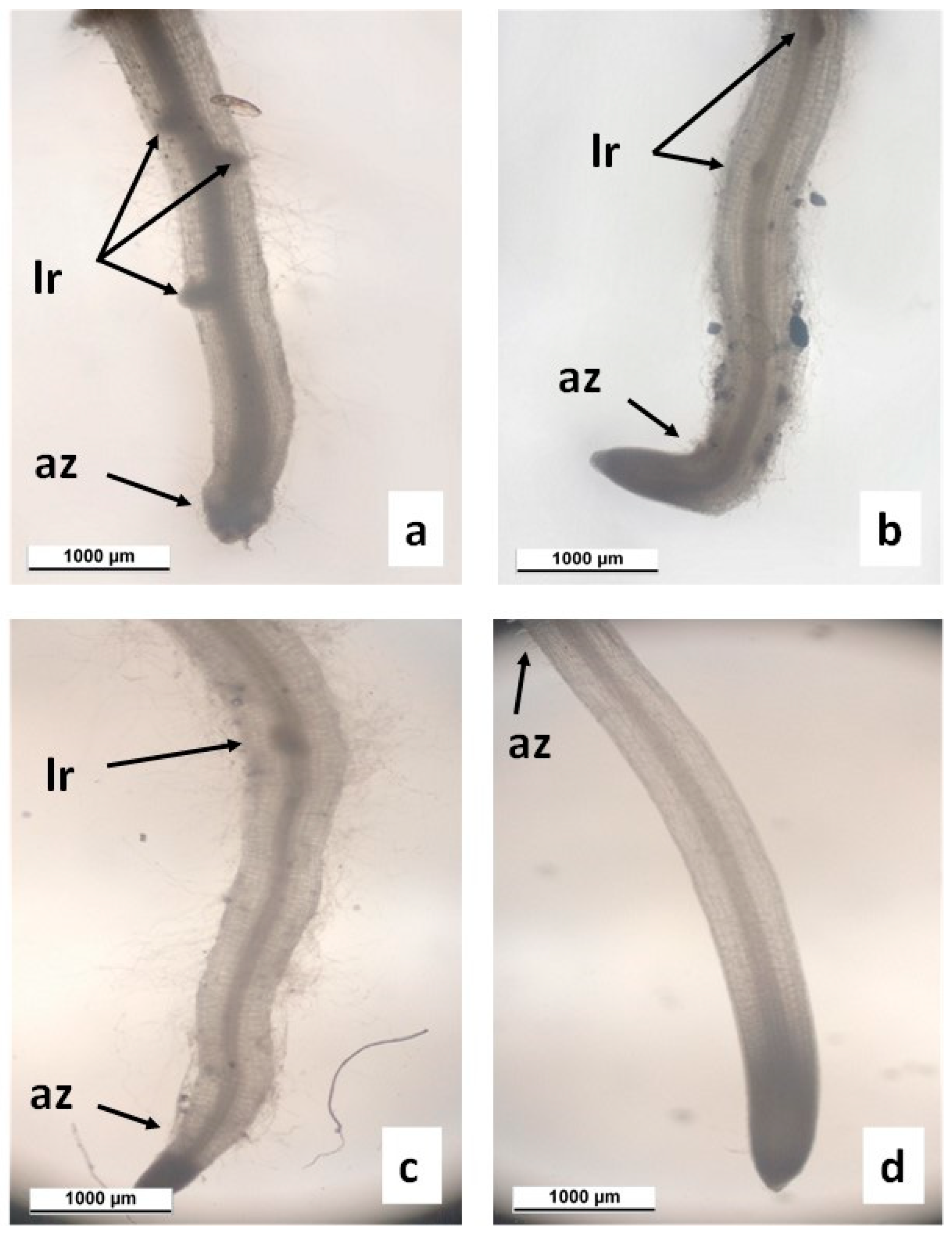 Agronomy 13 01857 g005 Agronomy 13 01857 g005