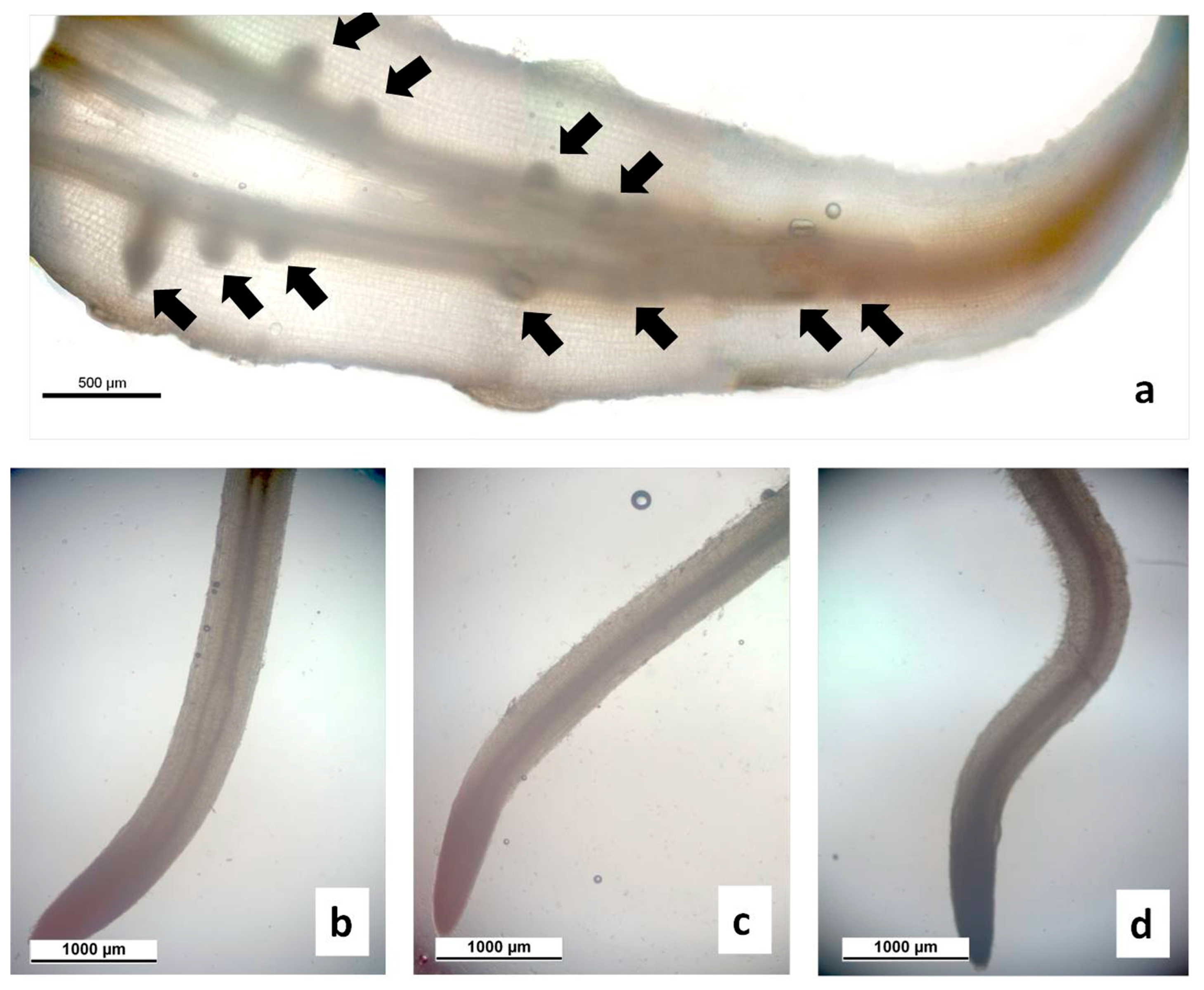 Agronomy 13 01857 g006 Agronomy 13 01857 g006