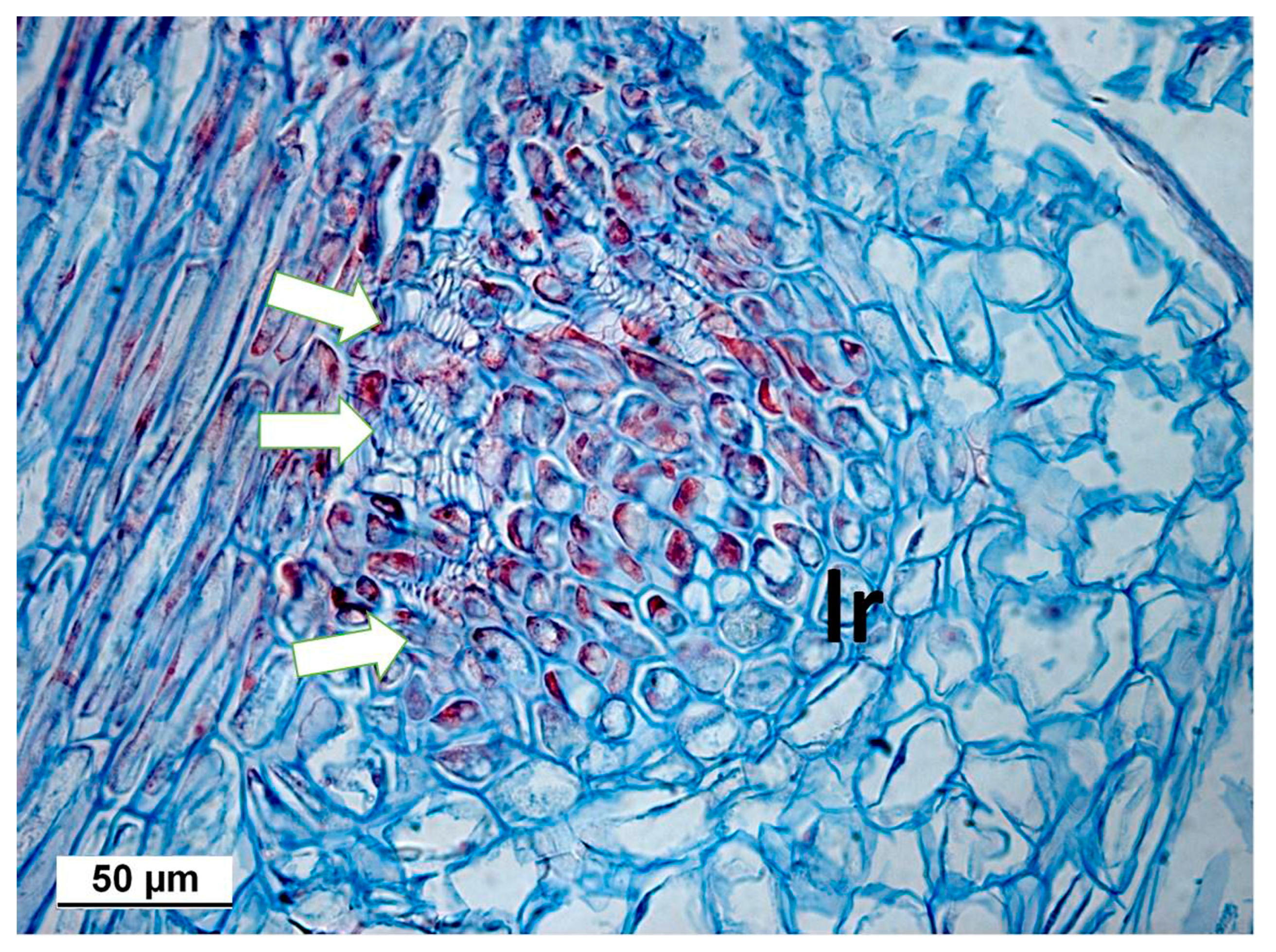 Agronomy 13 01857 g008 Agronomy 13 01857 g008