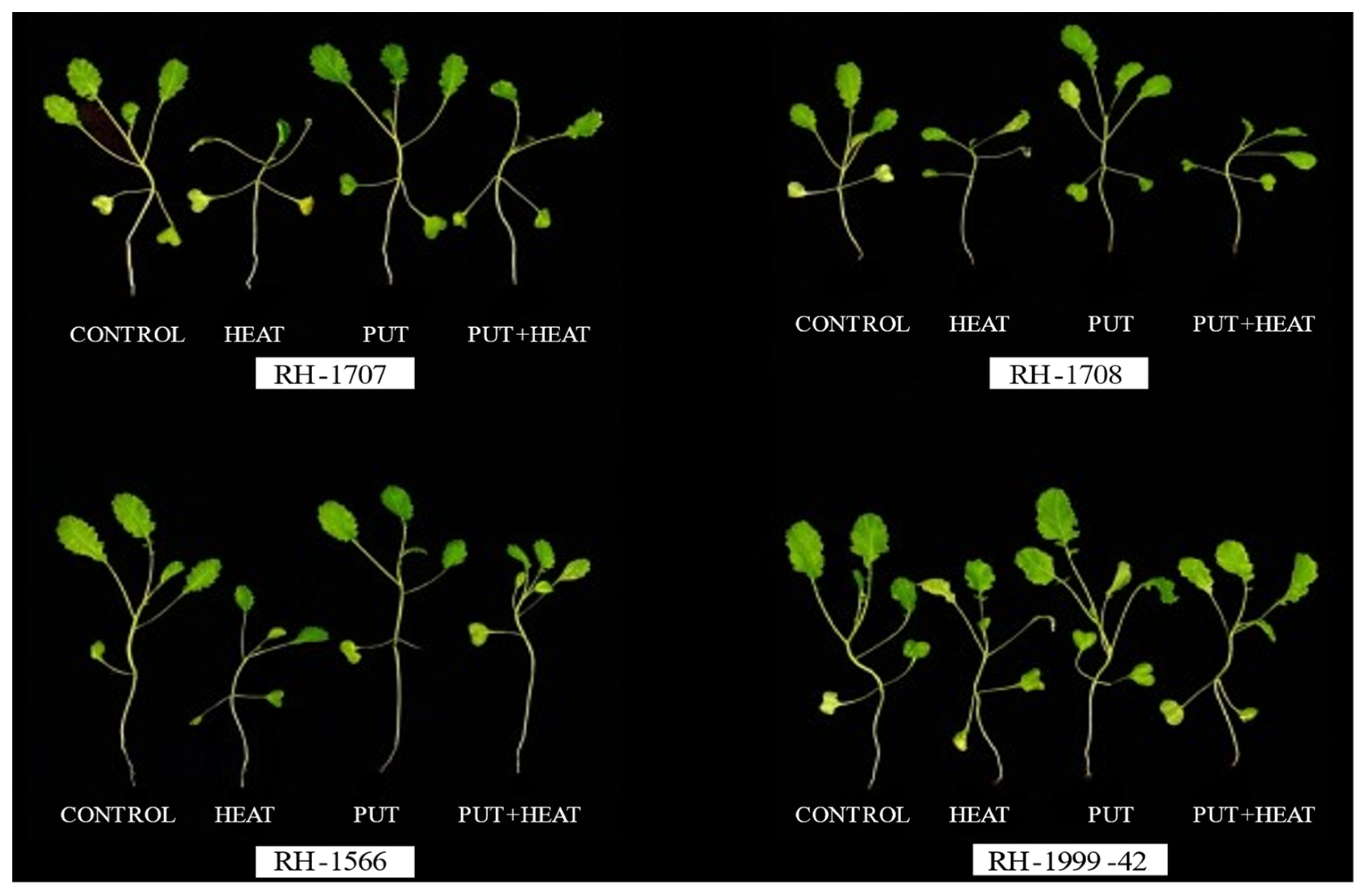 人気ブラドン Putrescine Modulating by Effects Temperature High Mitigates 口紅