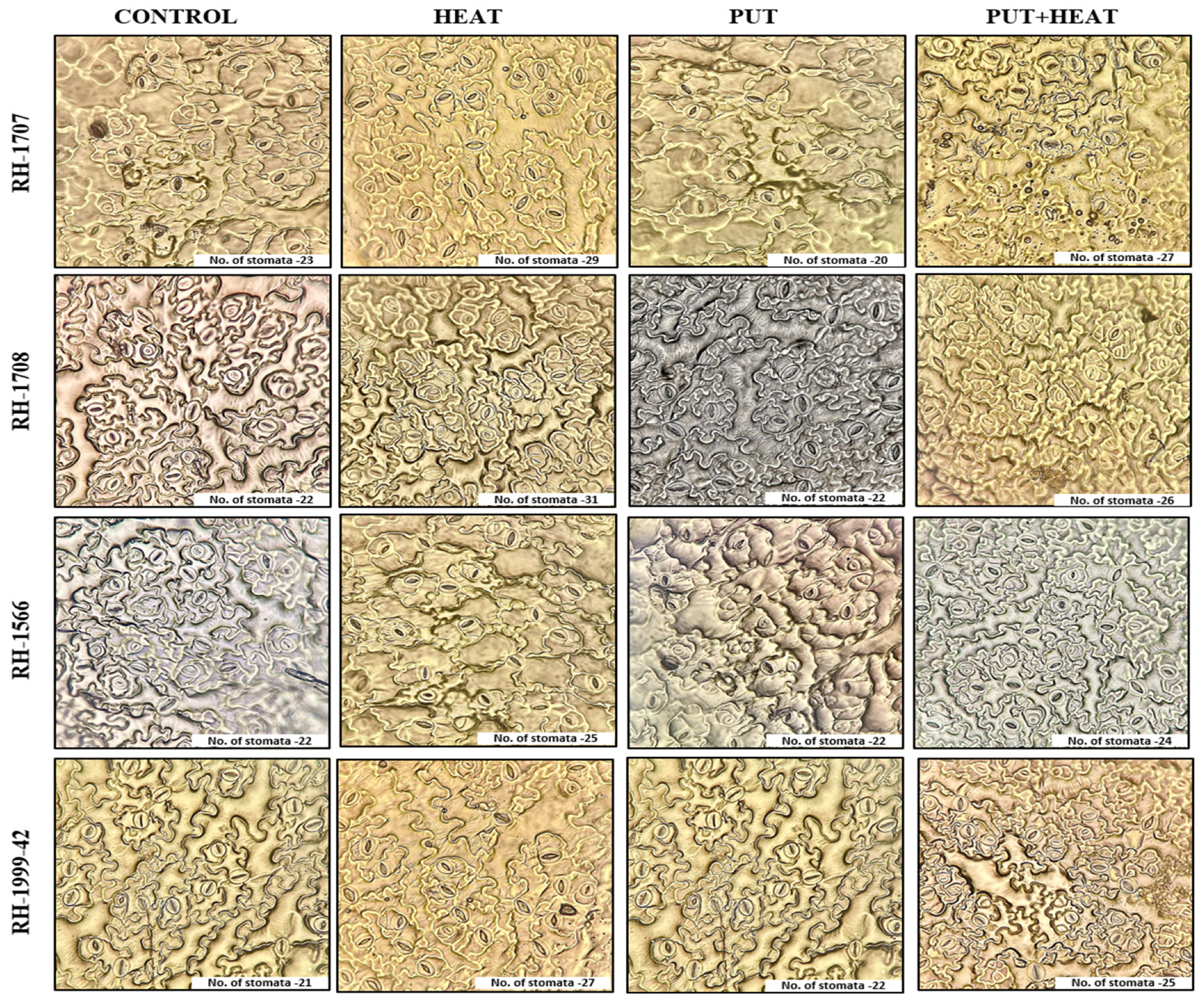 Agronomy 13 01879 g015 Agronomy 13 01879 g015