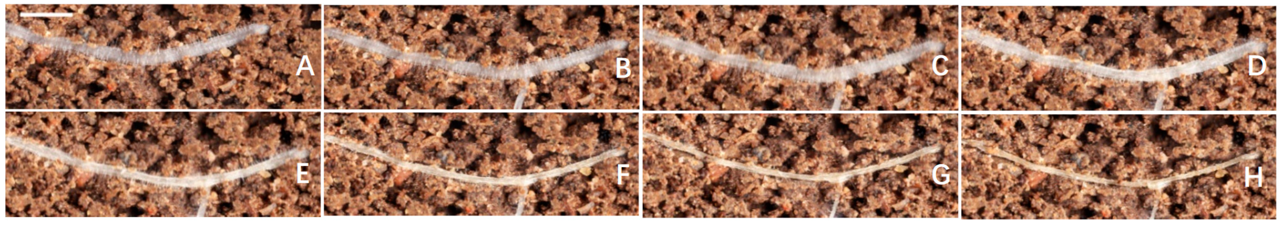 Agronomy 13 01881 g008 Agronomy 13 01881 g008