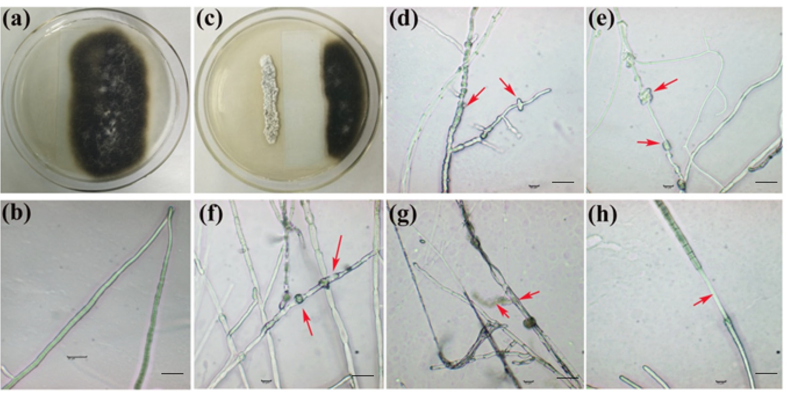 Agronomy 13 01944 g001
