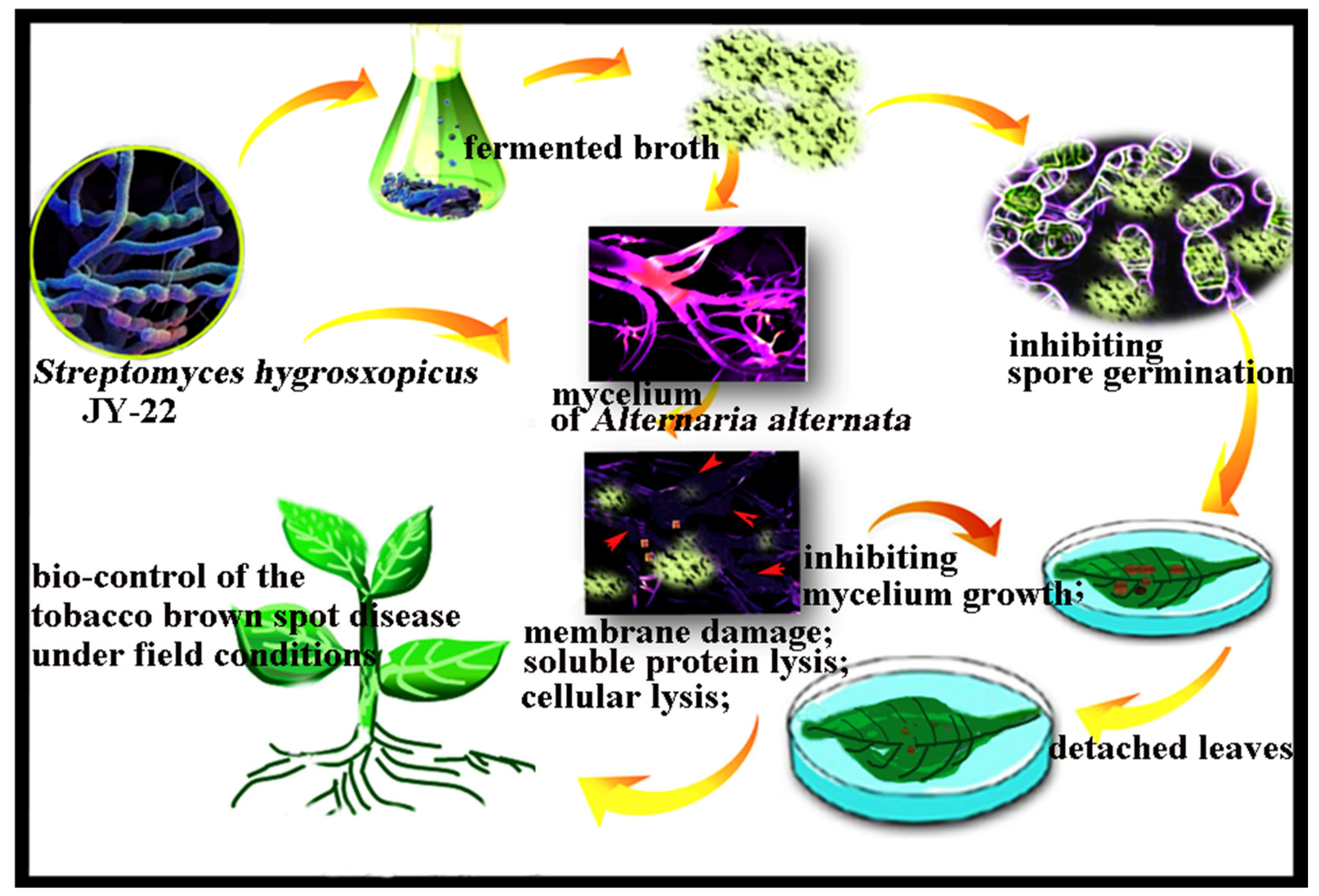 Agronomy 13 01944 g005