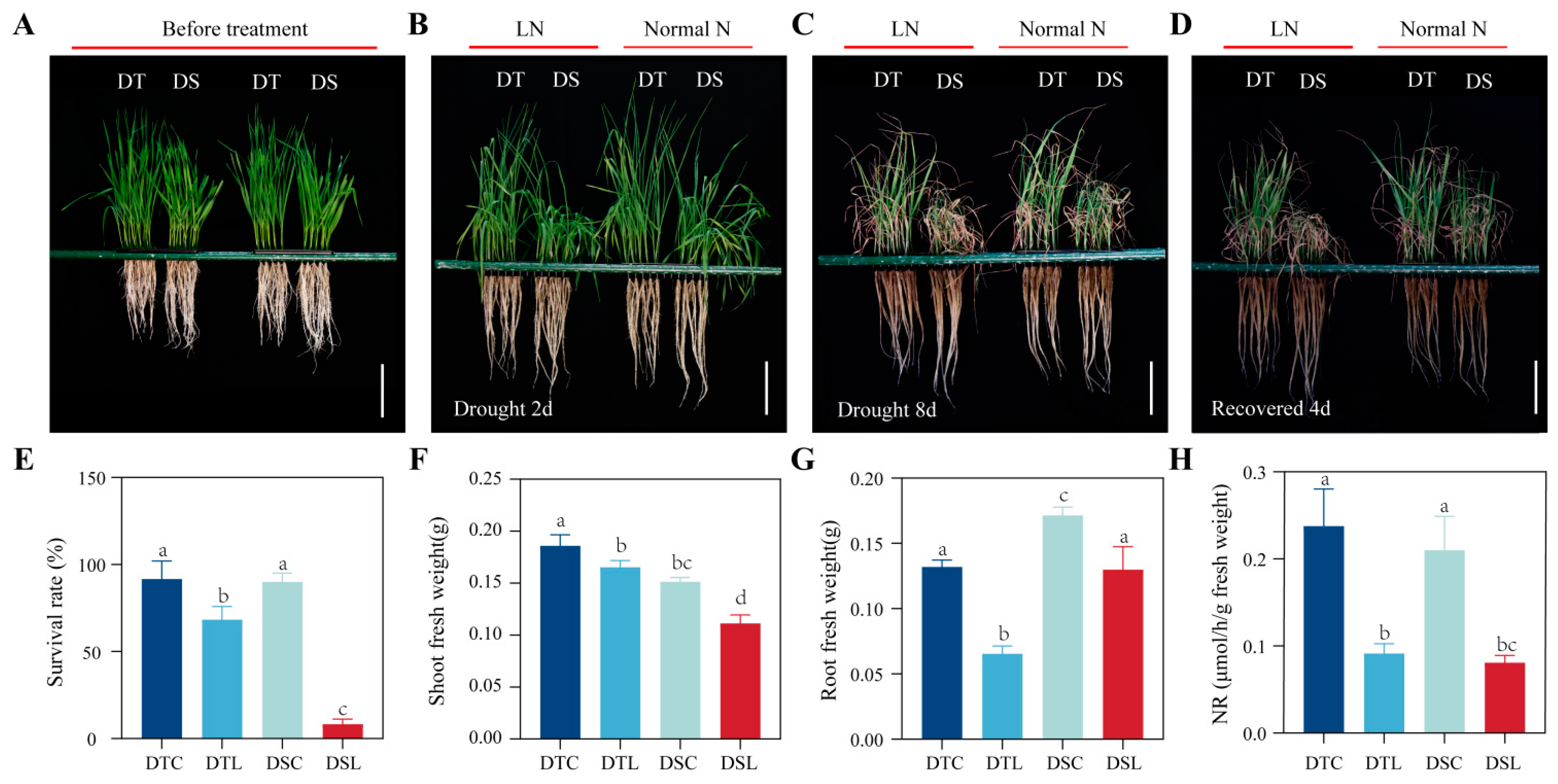 Agronomy | Free Full-Text | Ethylene Regulates Combined Drought 