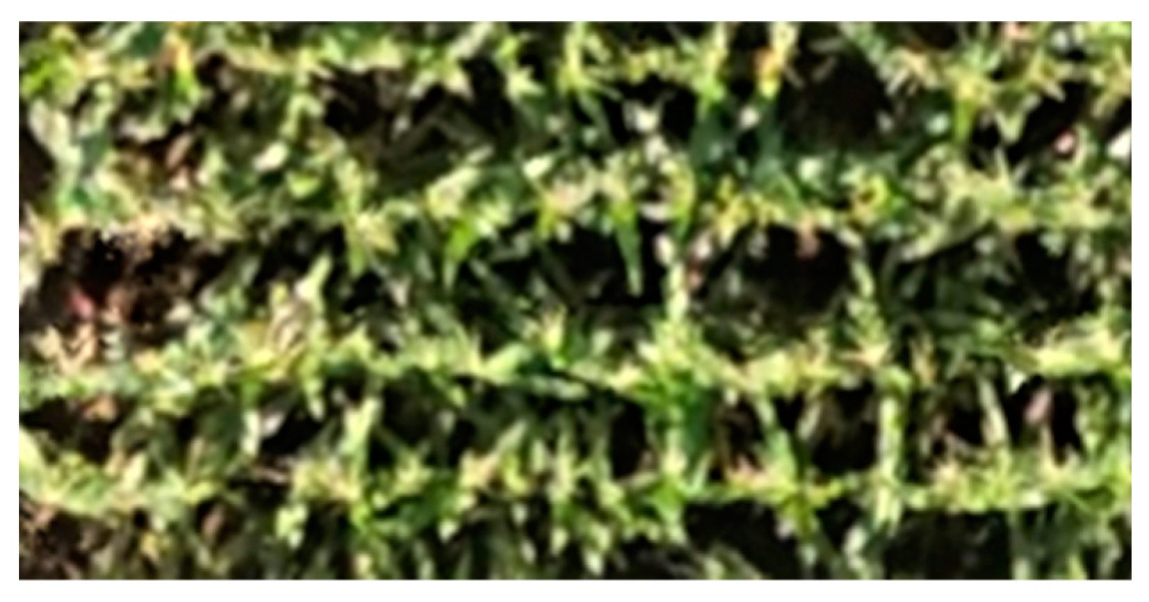 Agronomy 13 01974 g003