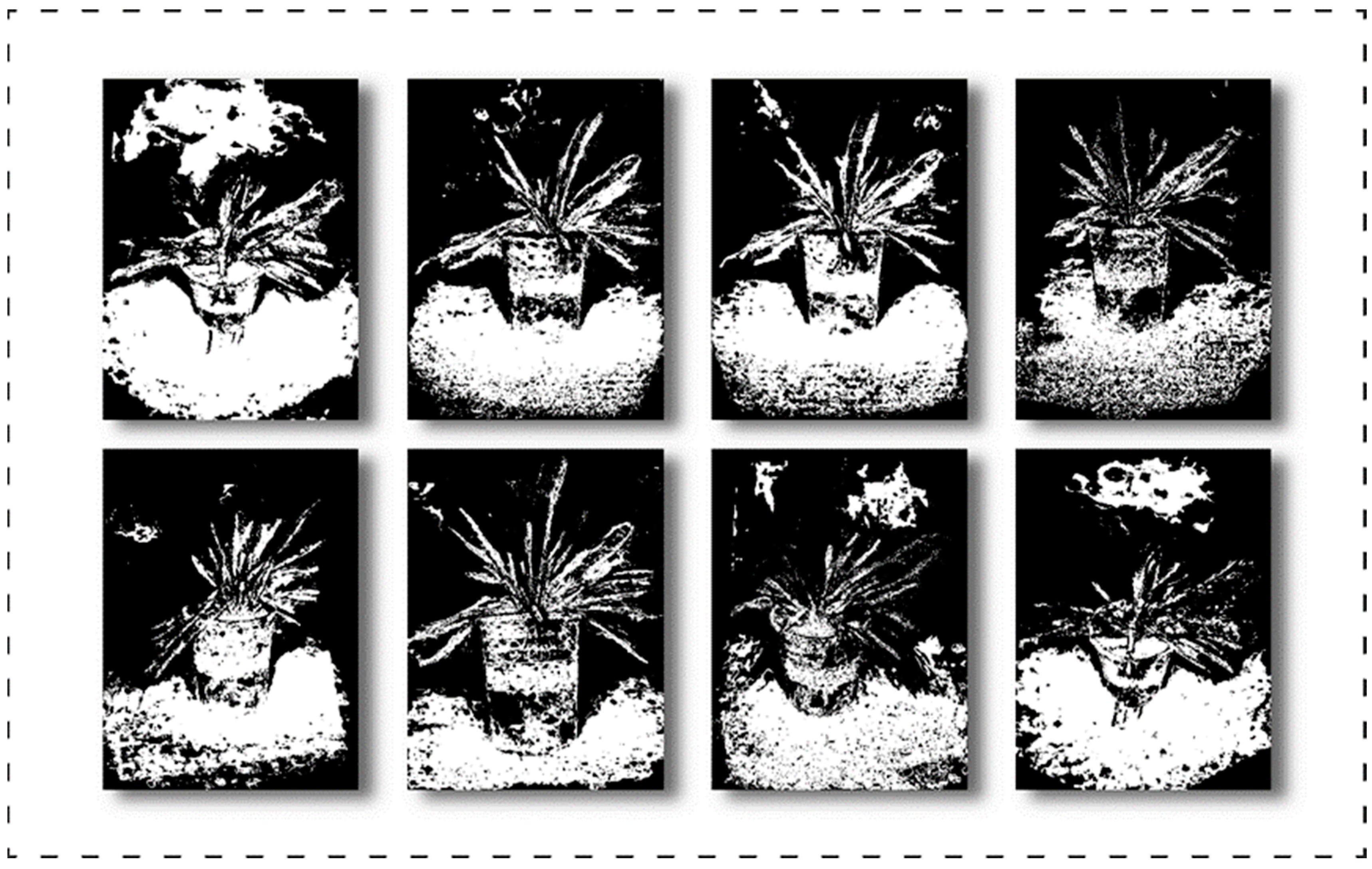 Agronomy 13 01975 g008