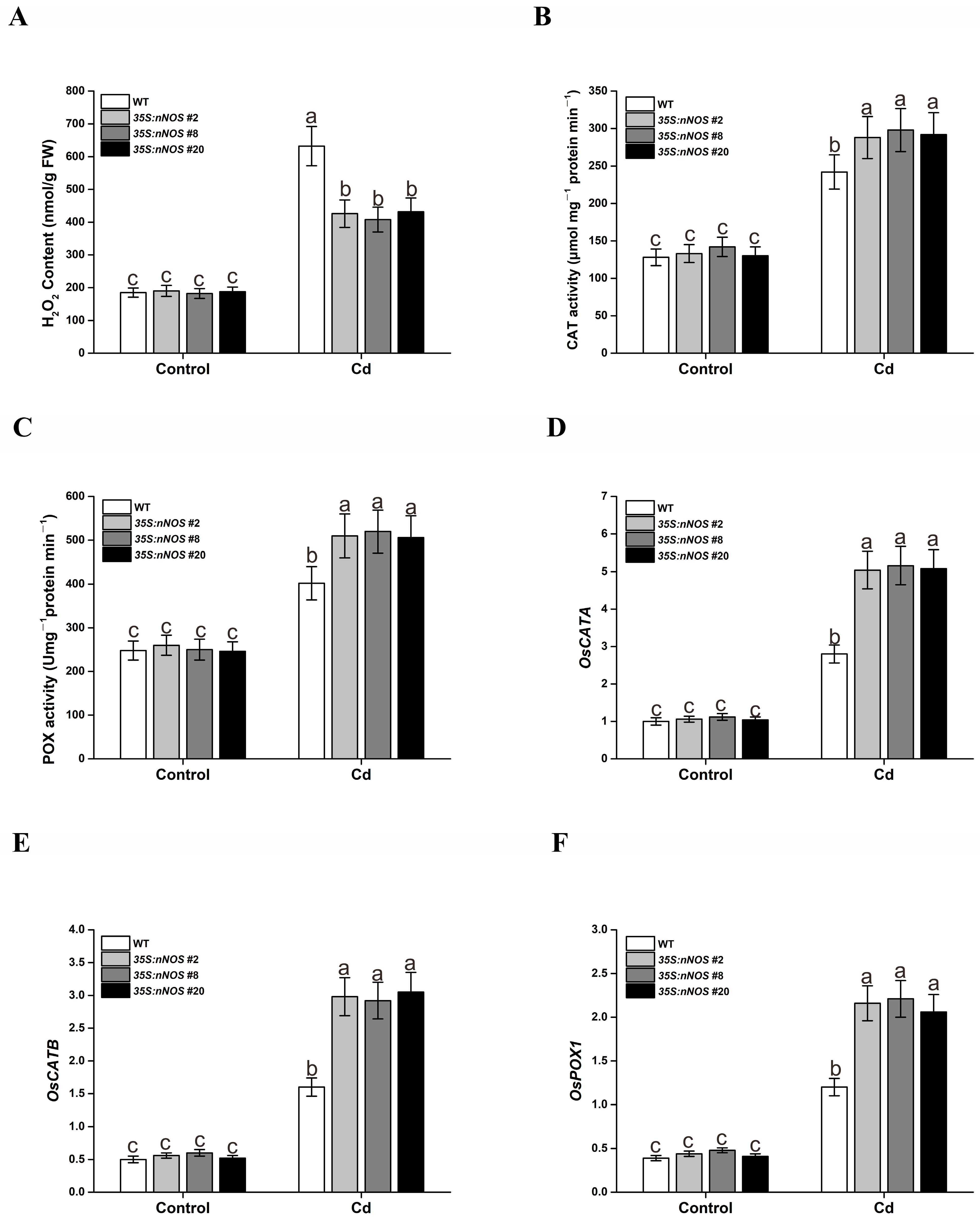 Agronomy 13 01978 g005 Agronomy 13 01978 g005