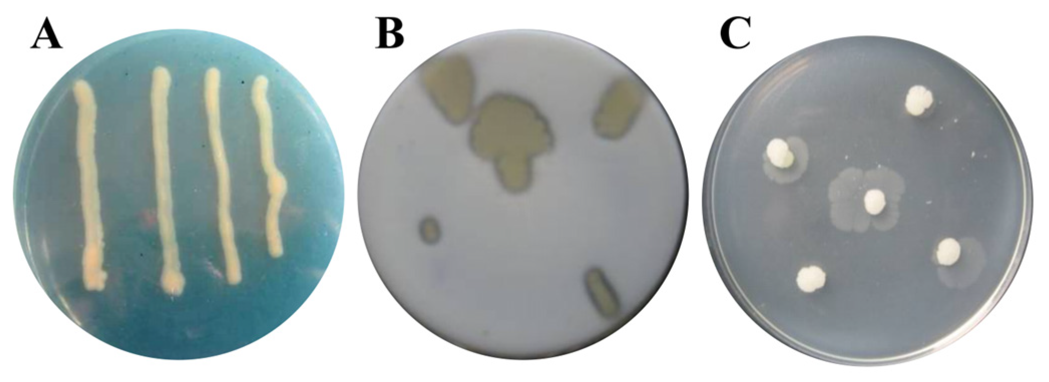 Agronomy 13 01986 g002