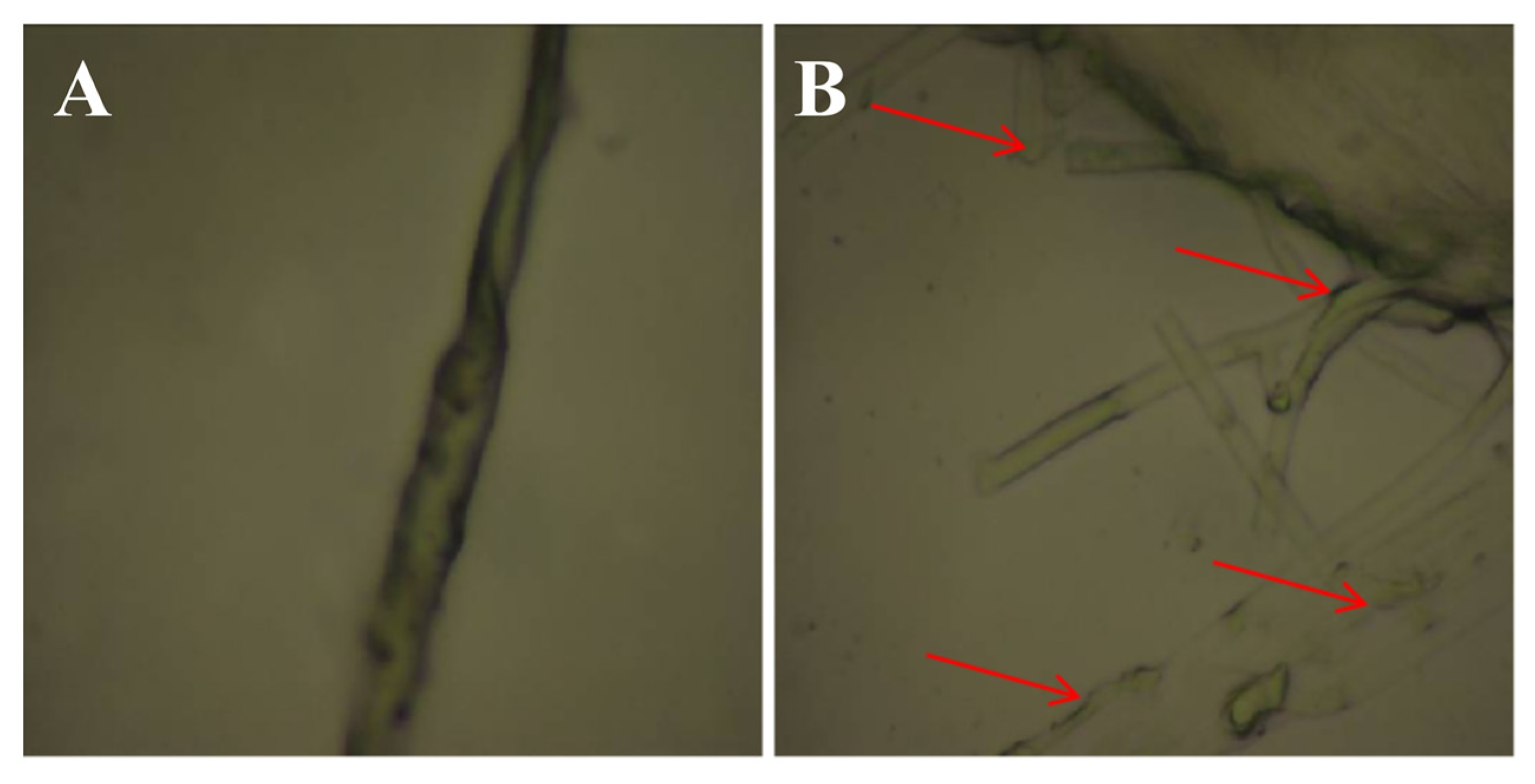 Agronomy 13 01986 g006