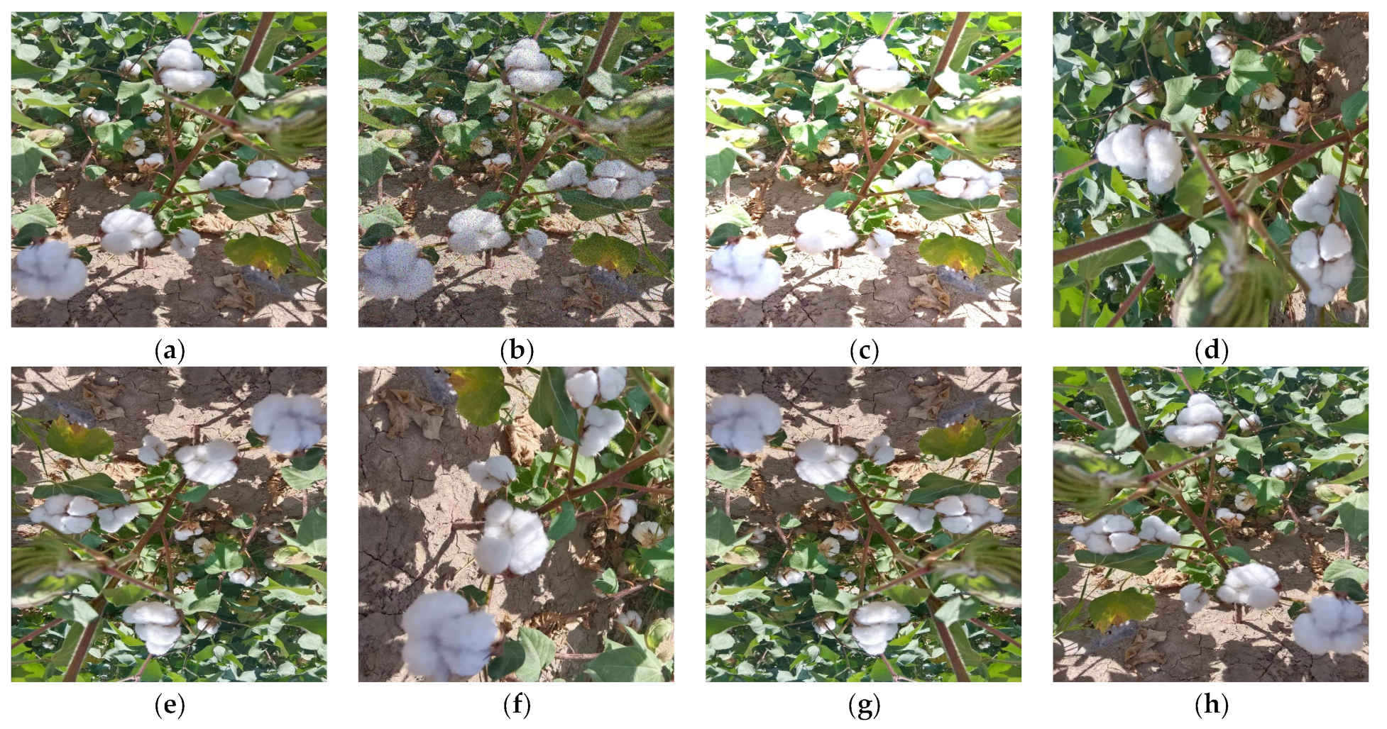 Agronomy 13 01988 g002