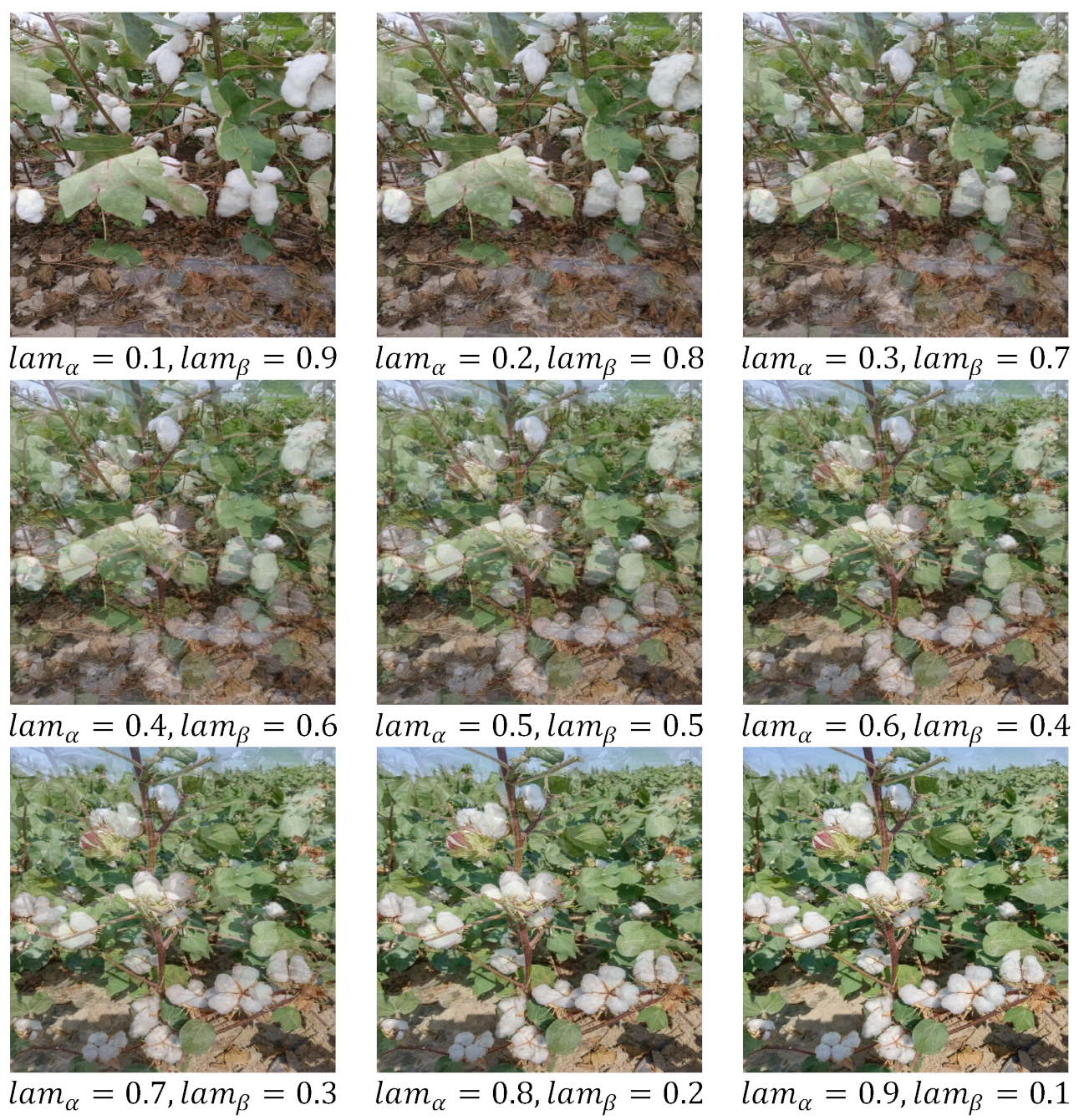 Agronomy 13 01988 g003