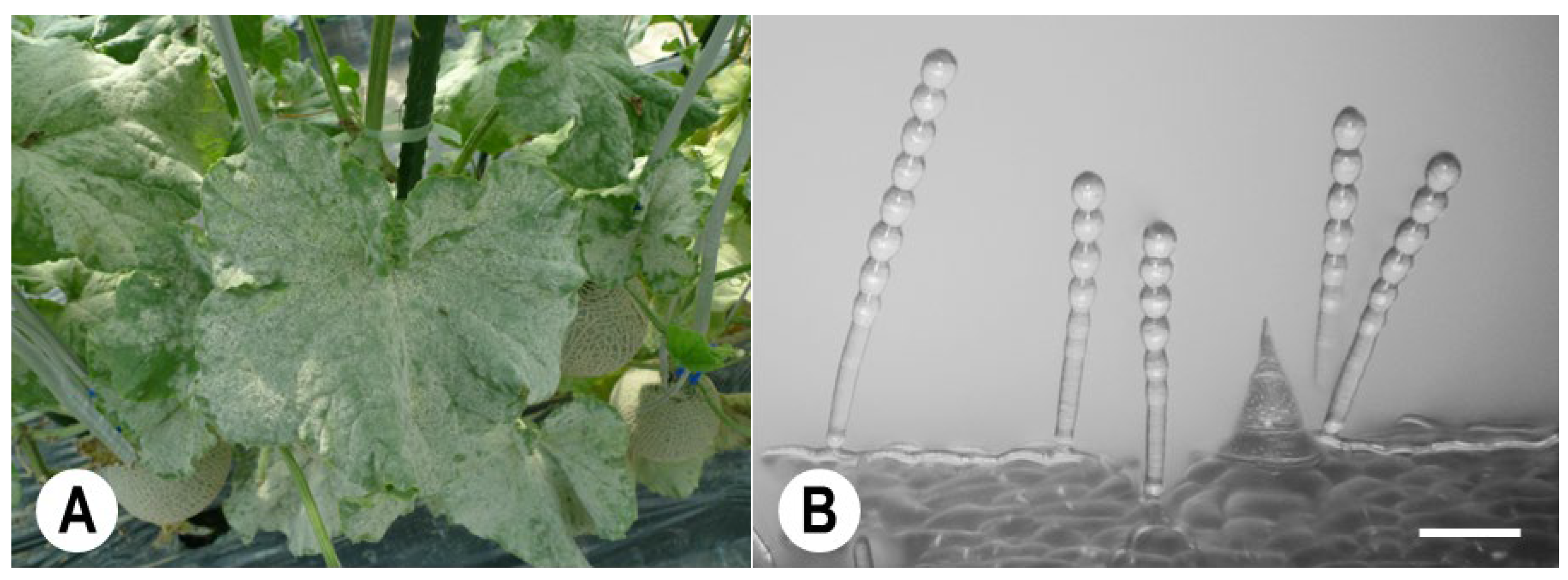 Agronomy 13 01991 g001 Agronomy 13 01991 g001