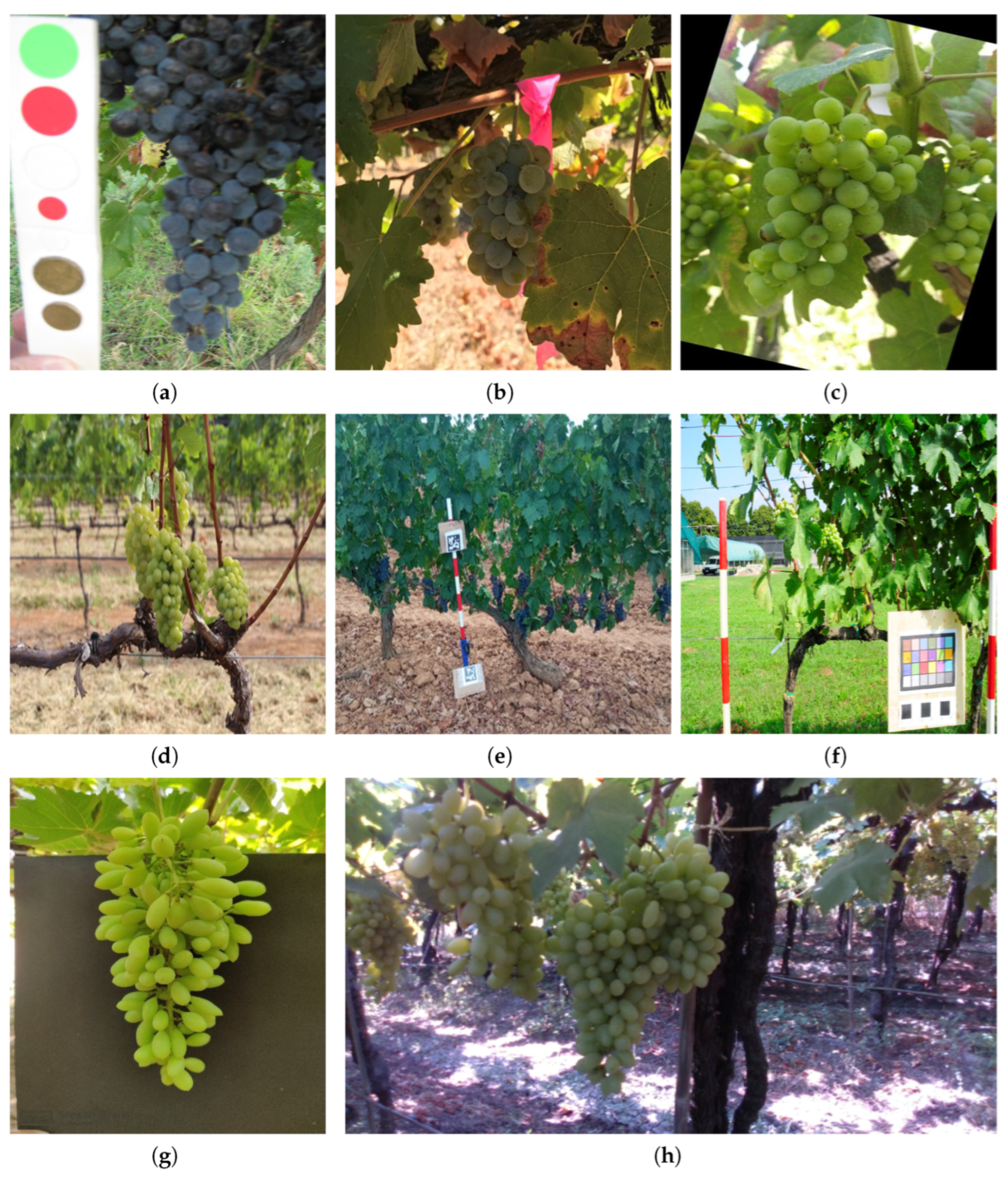 Agronomy 13 01995 g001