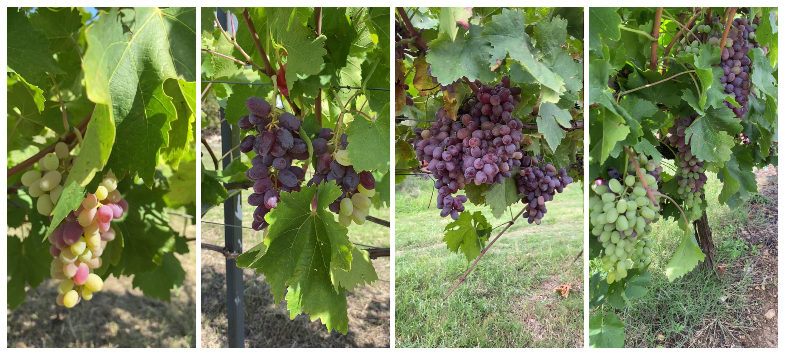 Agronomy 13 01995 g004