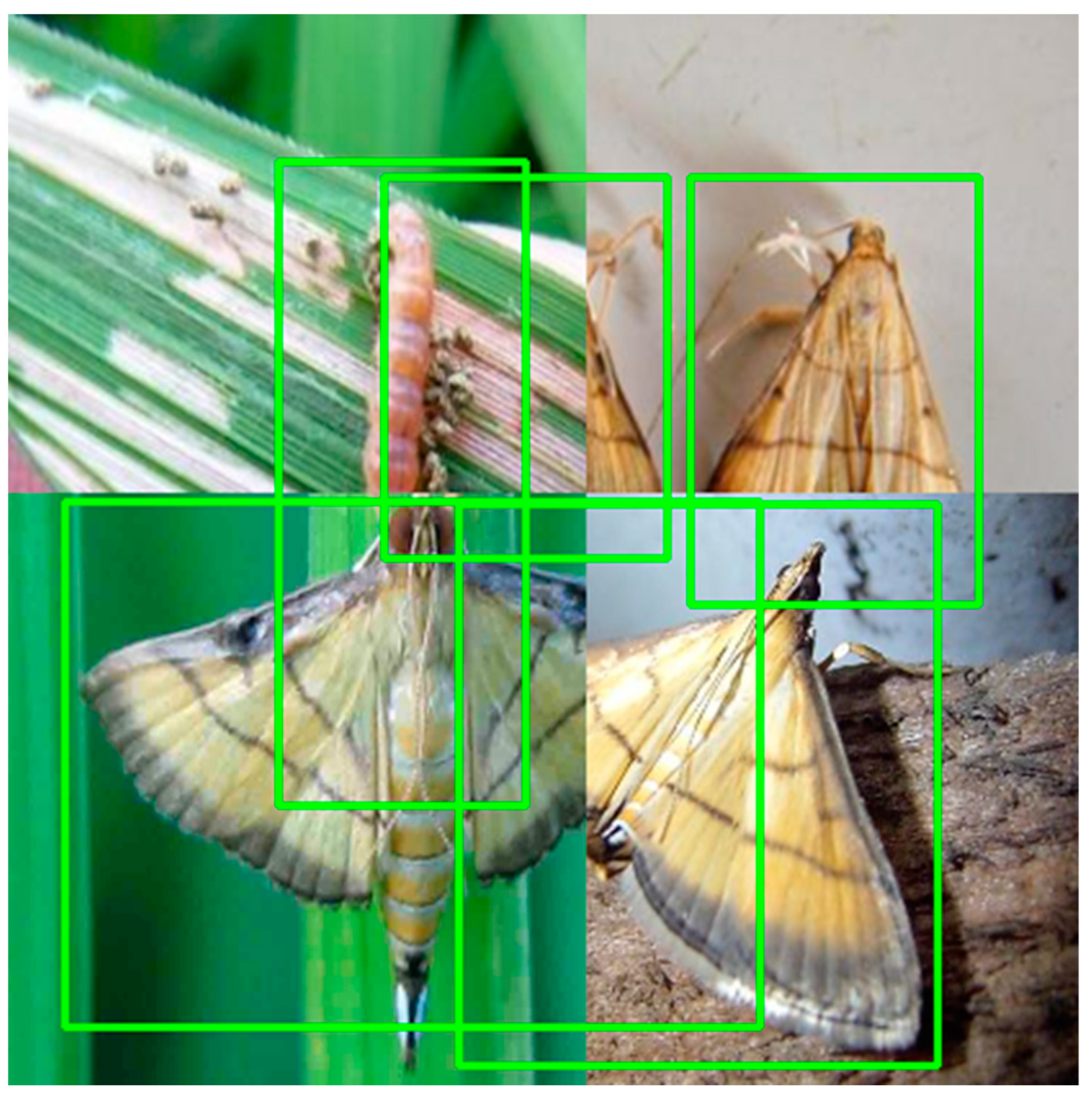 Agronomy 13 02012 g001 Agronomy 13 02012 g001