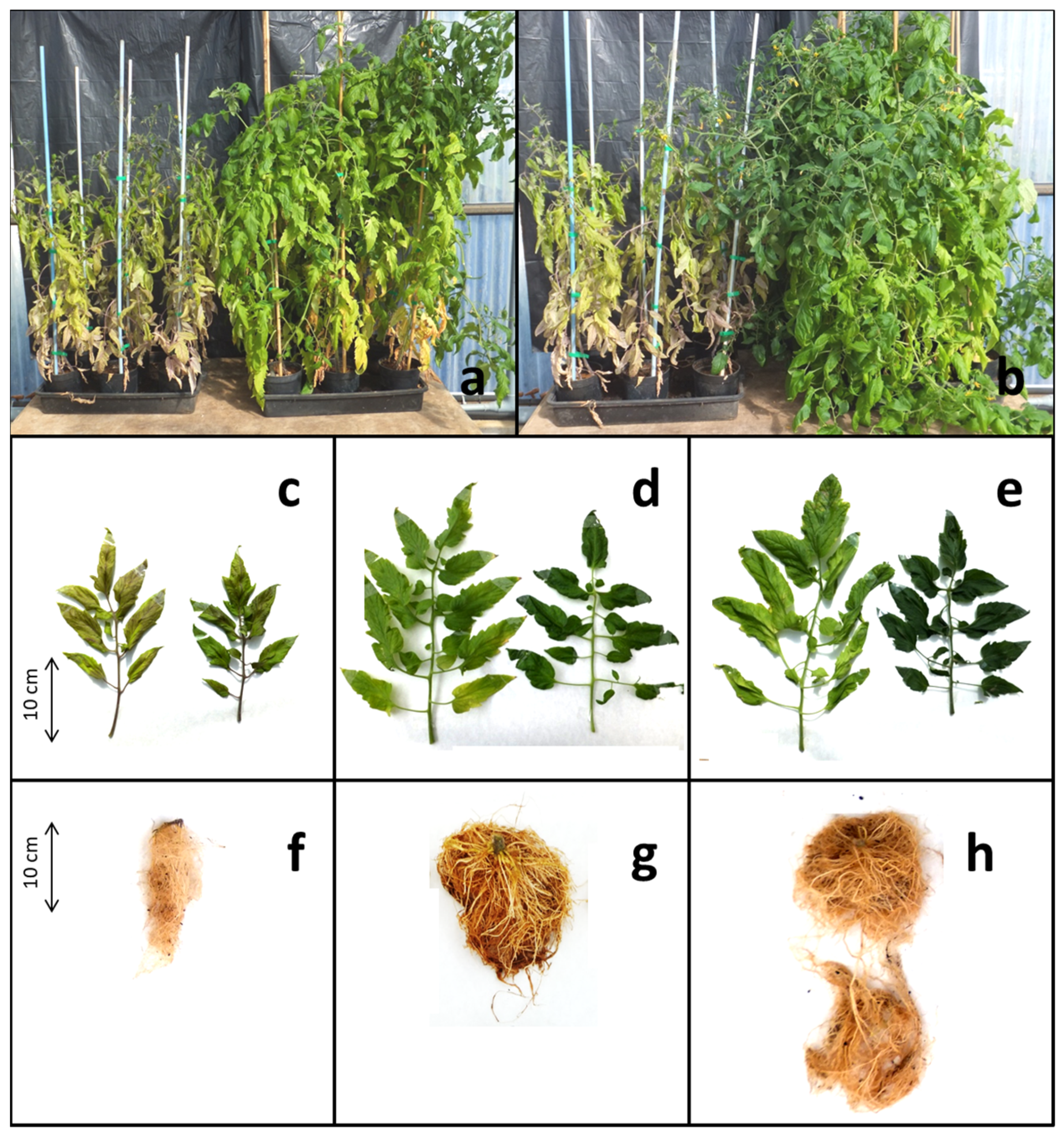 Agronomy 13 02013 g001