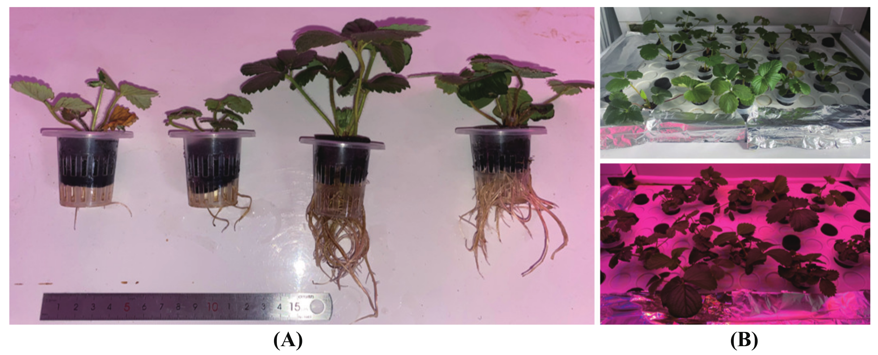 Agronomy 13 02057 g004 Agronomy 13 02057 g004