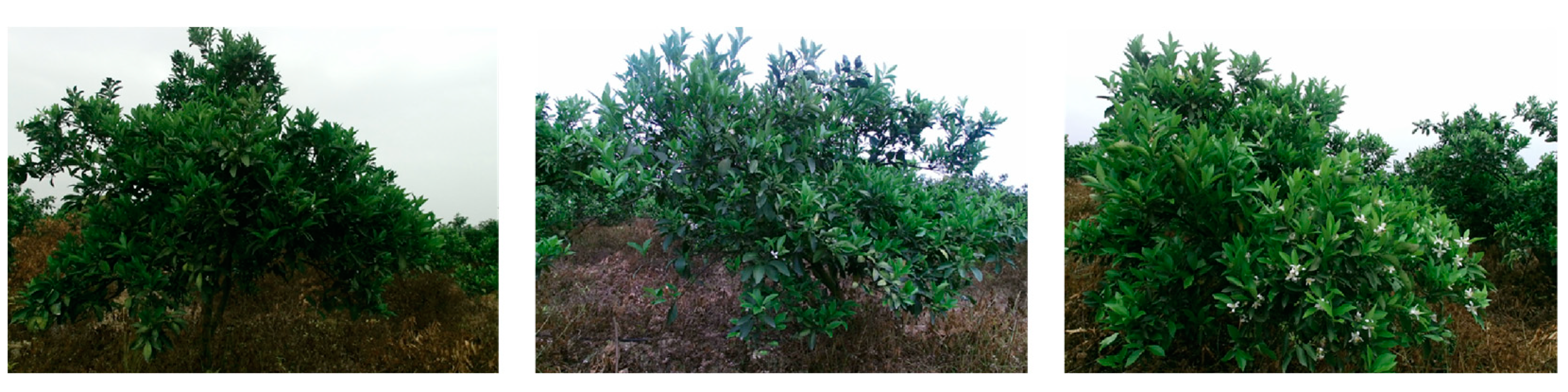 Agronomy 13 02059 g003 Agronomy 13 02059 g003