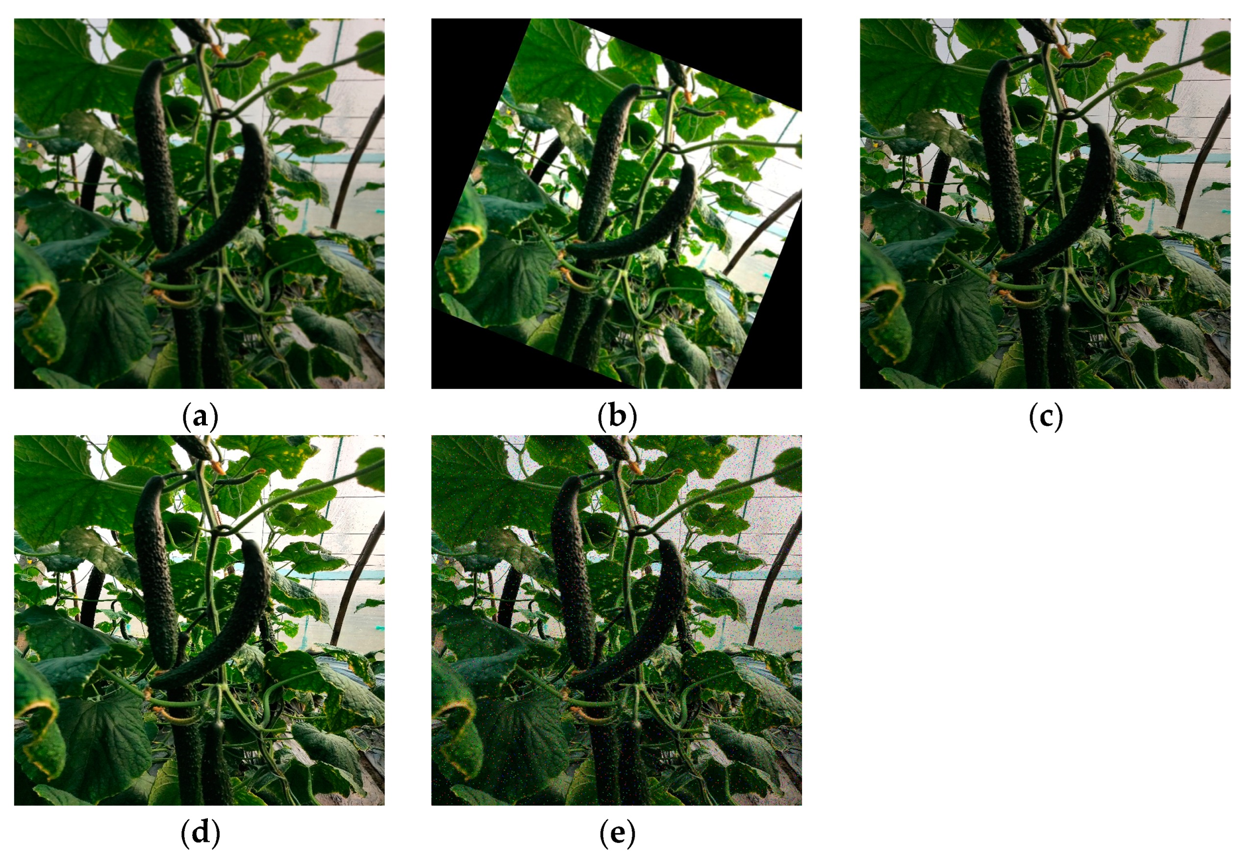 Agronomy 13 02062 g001 Agronomy 13 02062 g001