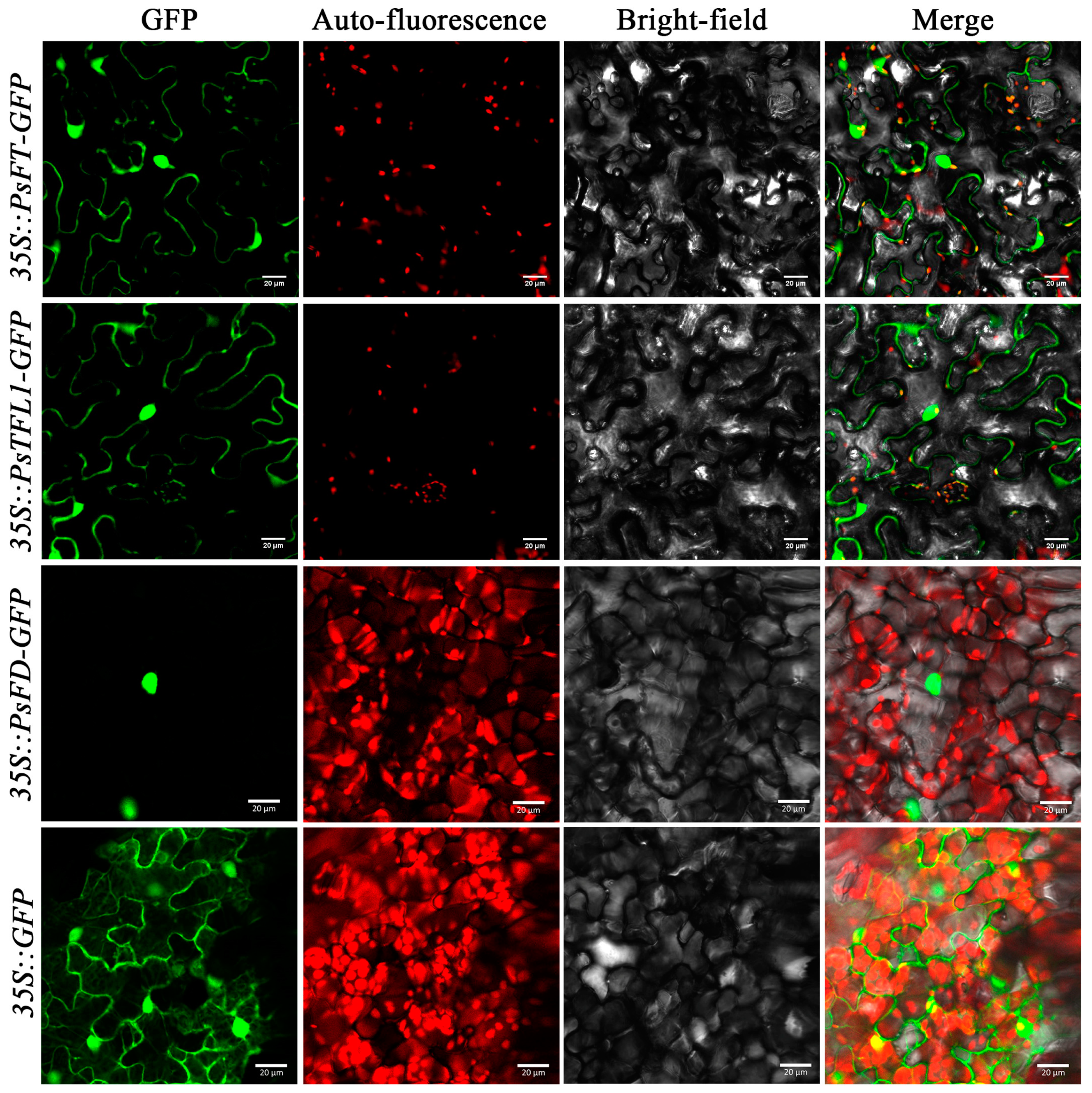 Agronomy 13 02071 g004
