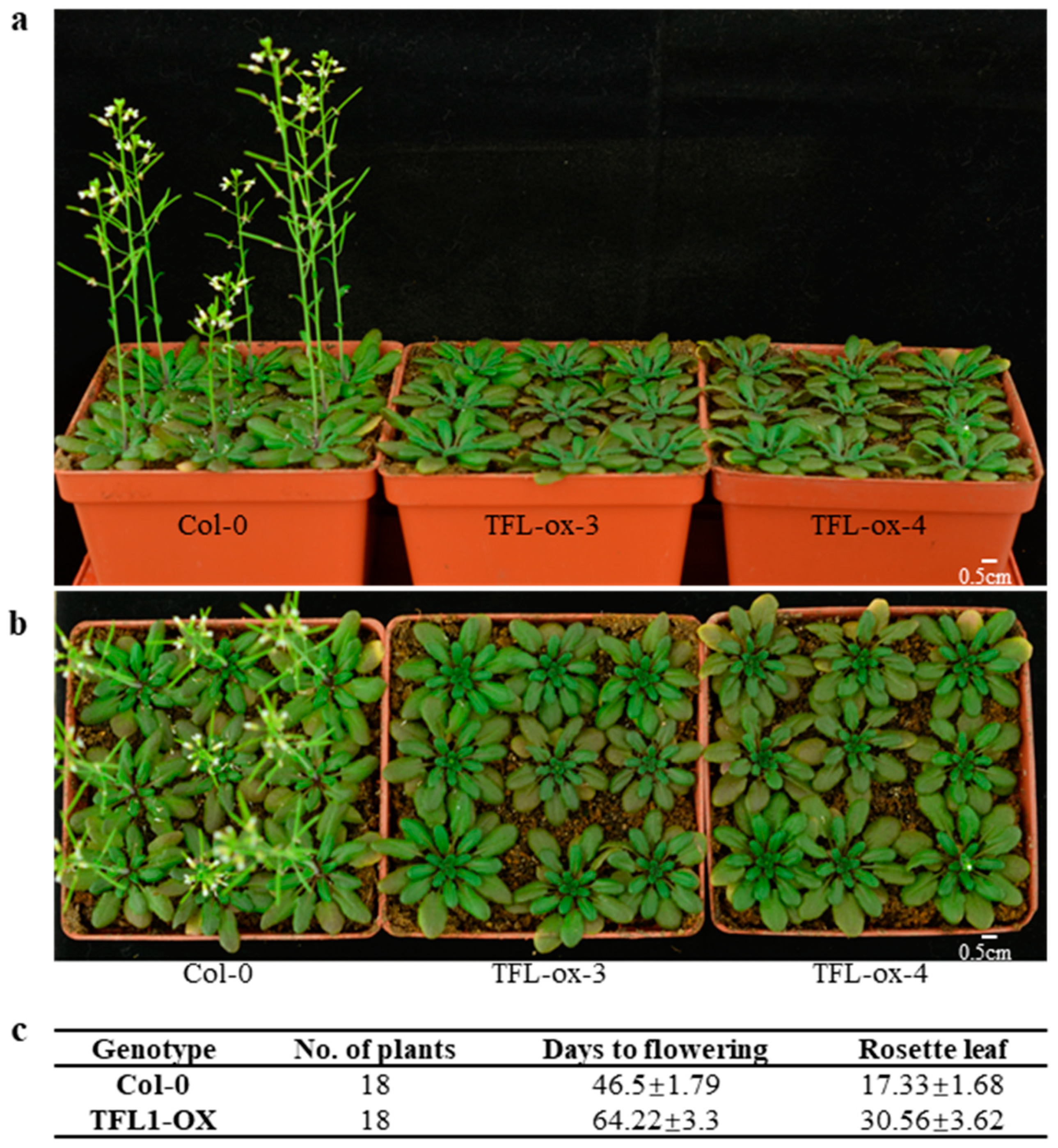 Agronomy 13 02071 g005