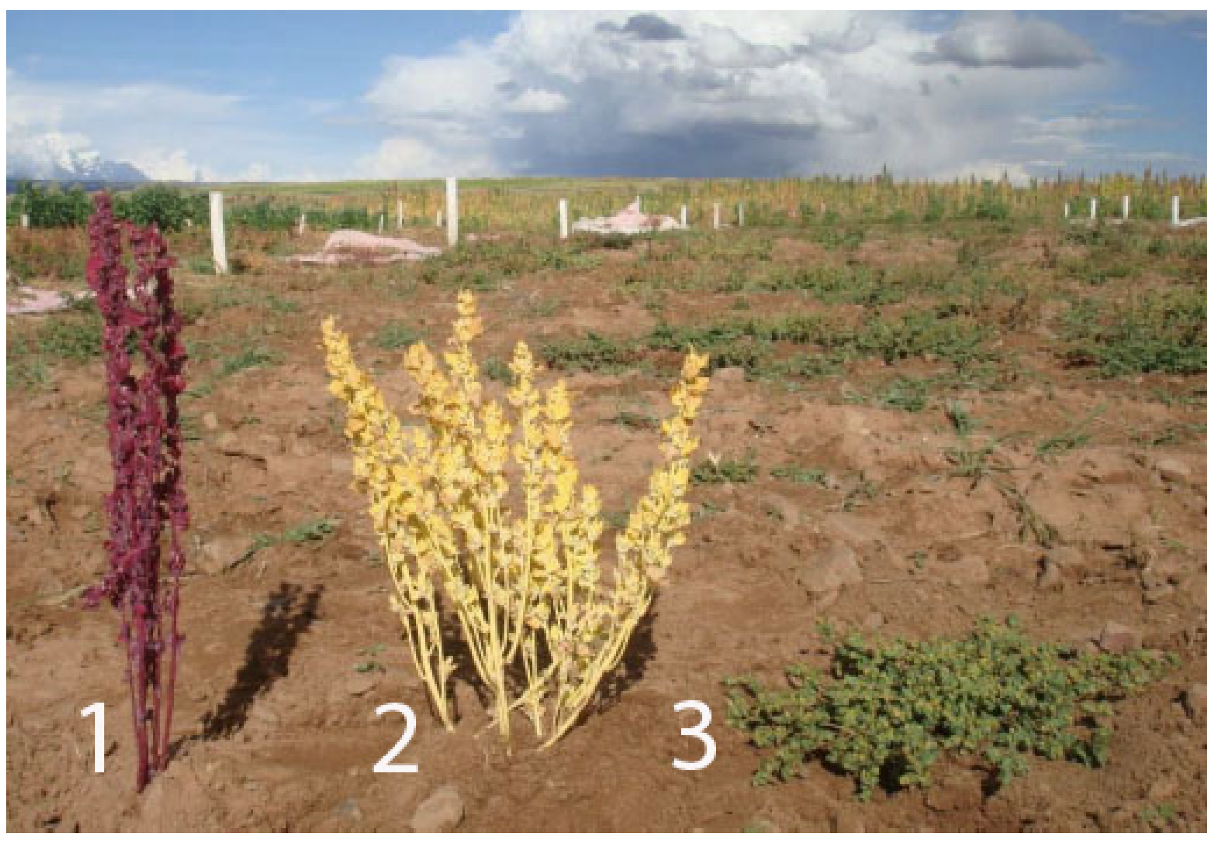 Agronomy 13 02085 g002