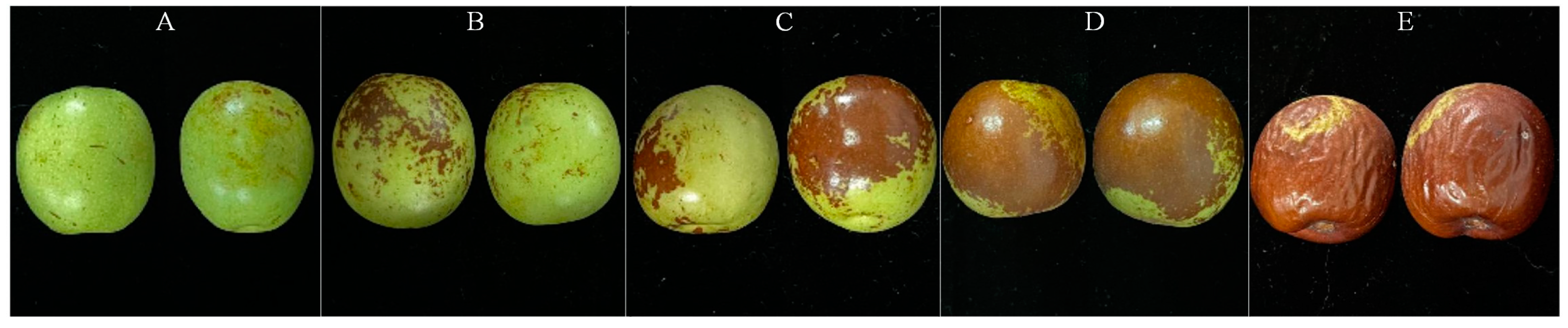 Agronomy 13 02095 g001