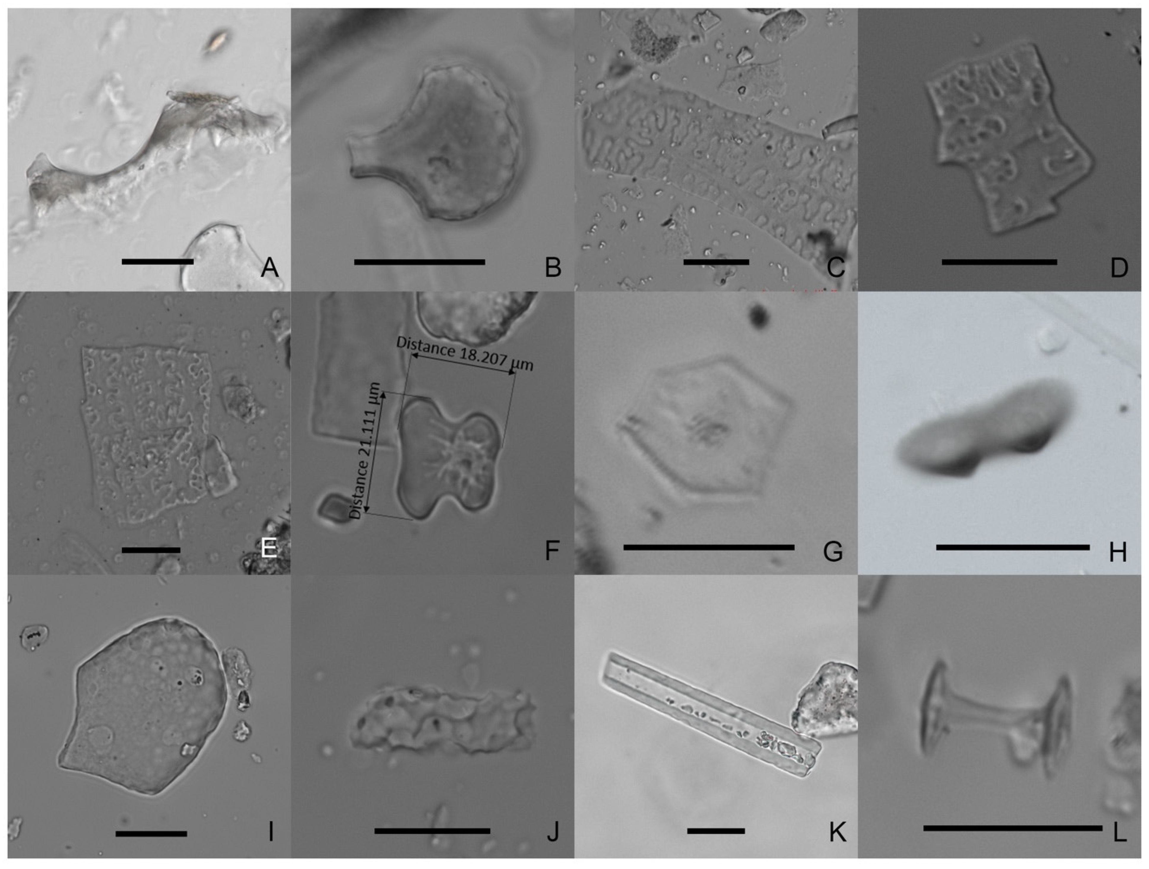 Agronomy 13 02130 g004 Agronomy 13 02130 g004