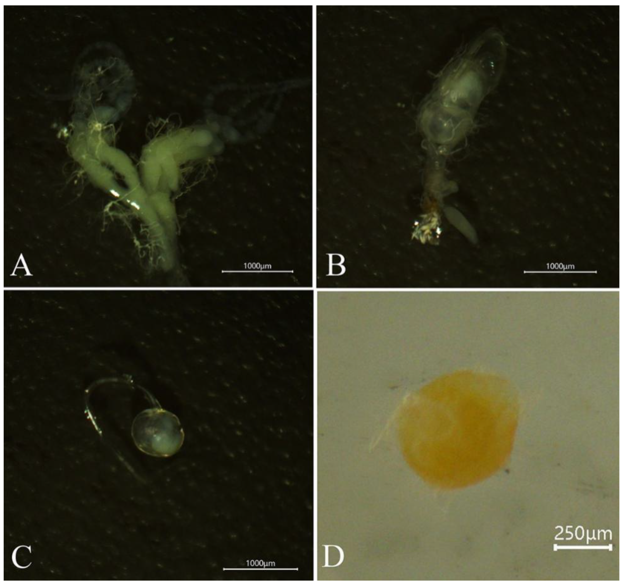Agronomy 13 02141 g001
