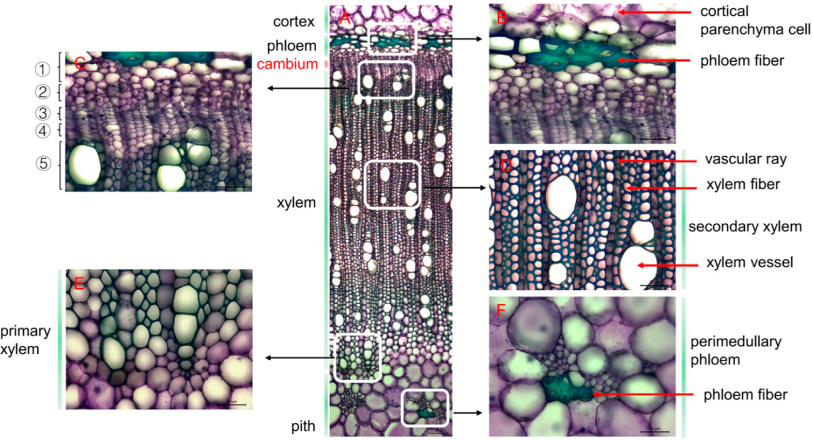 Agronomy 13 02142 g002