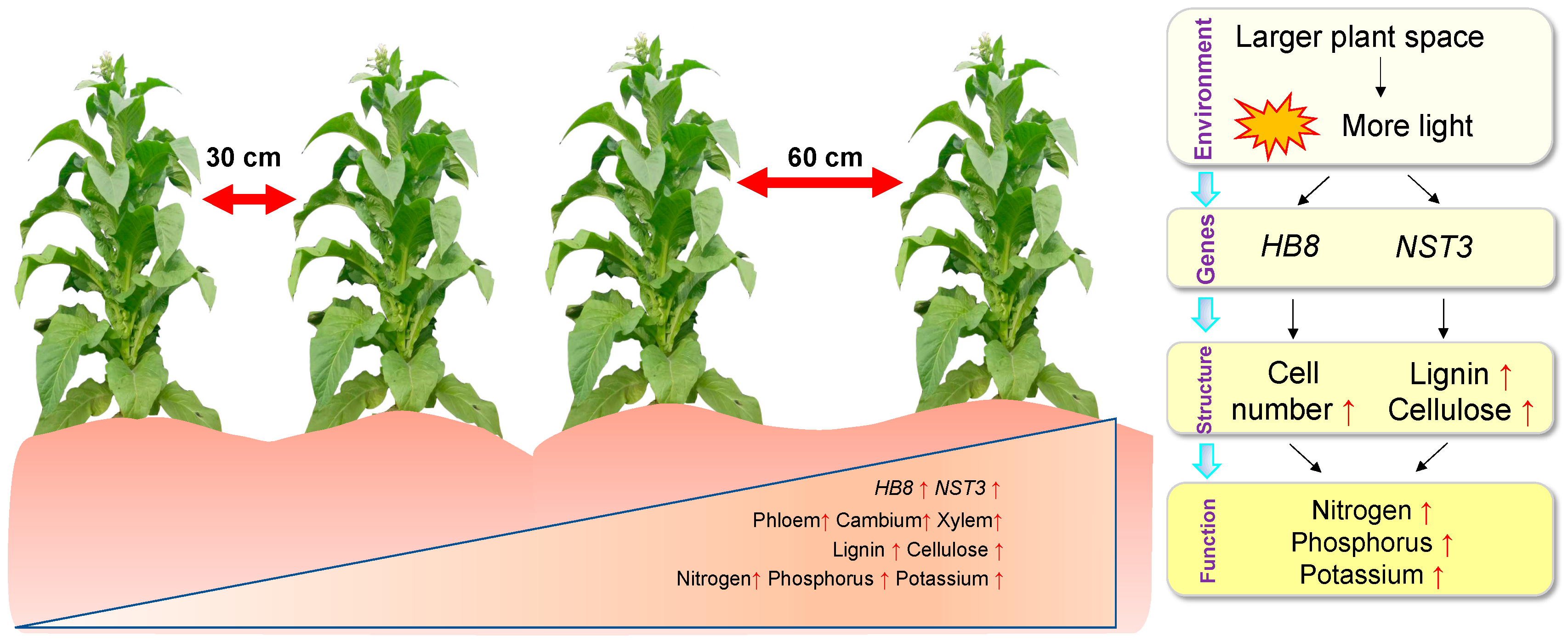 Agronomy 13 02142 g007