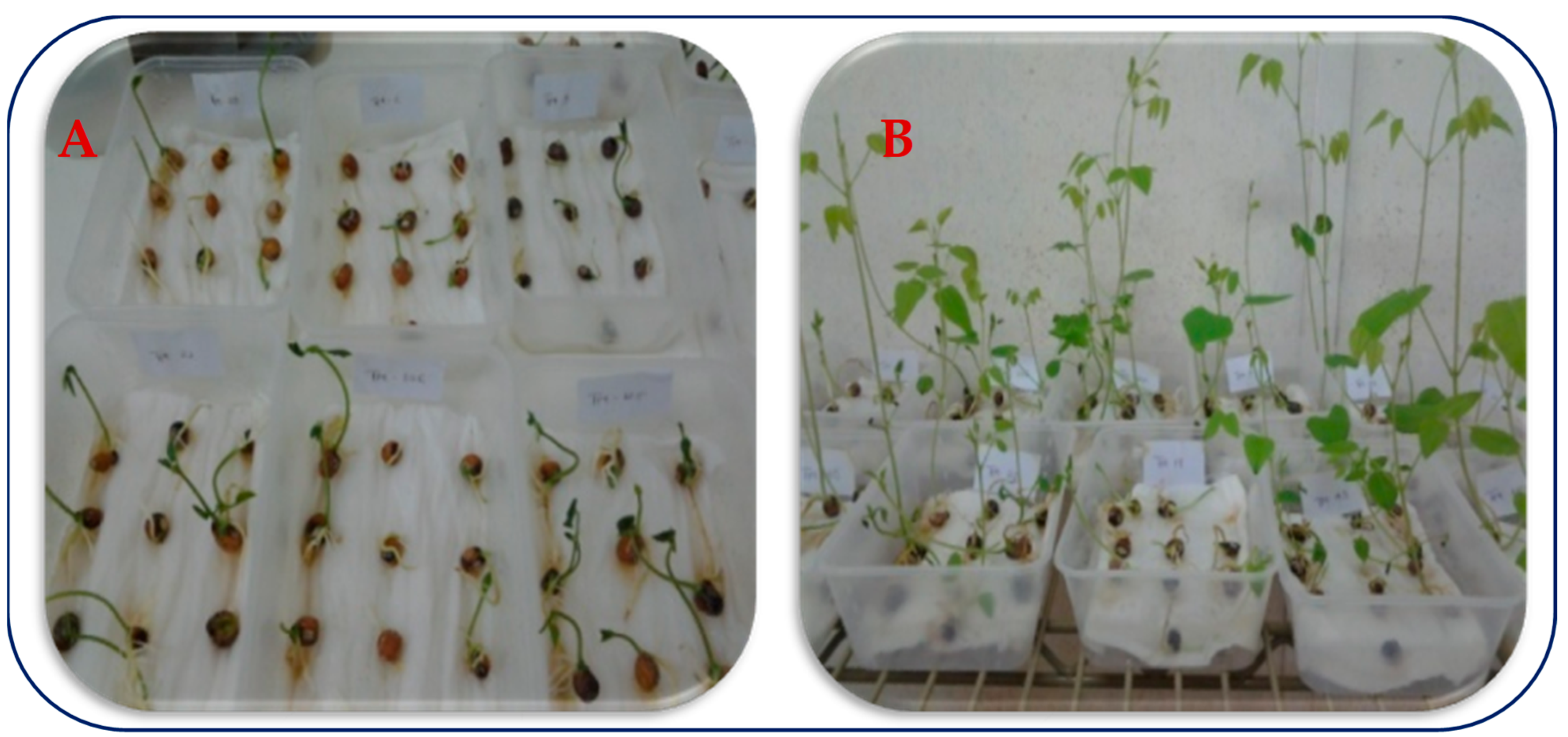 Agronomy 13 02150 g001