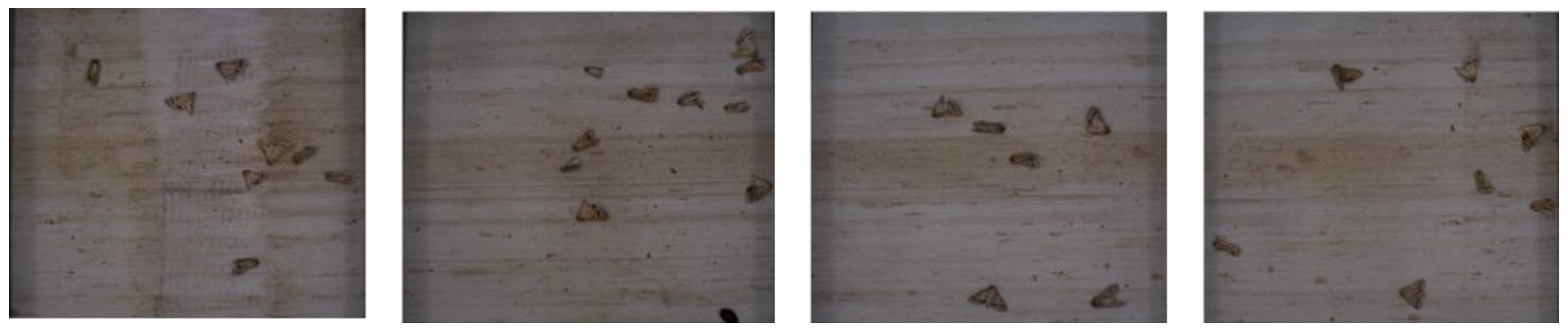 Agronomy 13 02155 g002