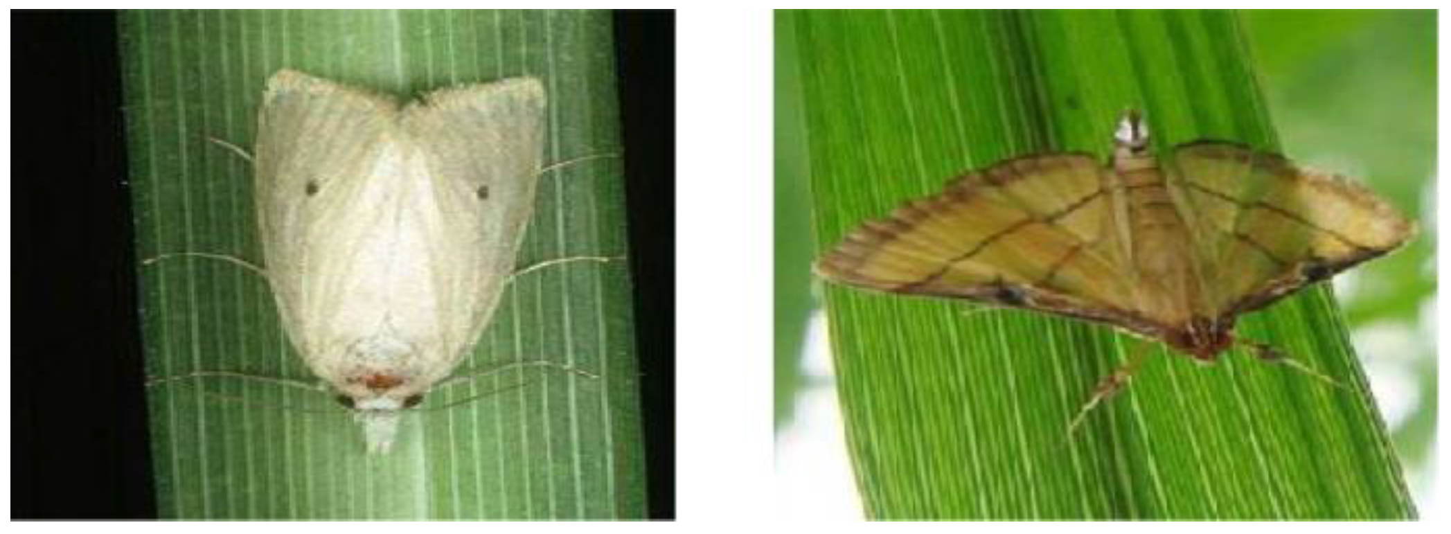 Agronomy 13 02155 g004