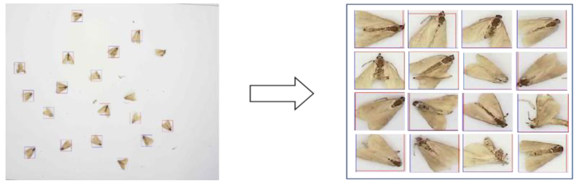 Agronomy 13 02155 g005