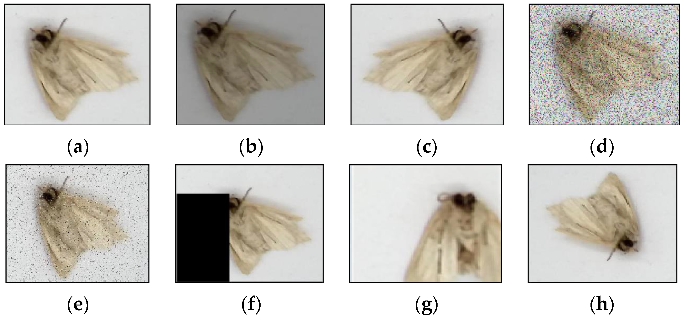 Agronomy 13 02155 g007