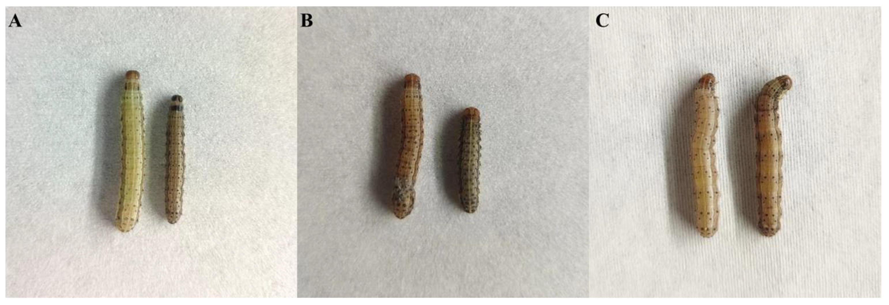 Agronomy 13 02177 g003