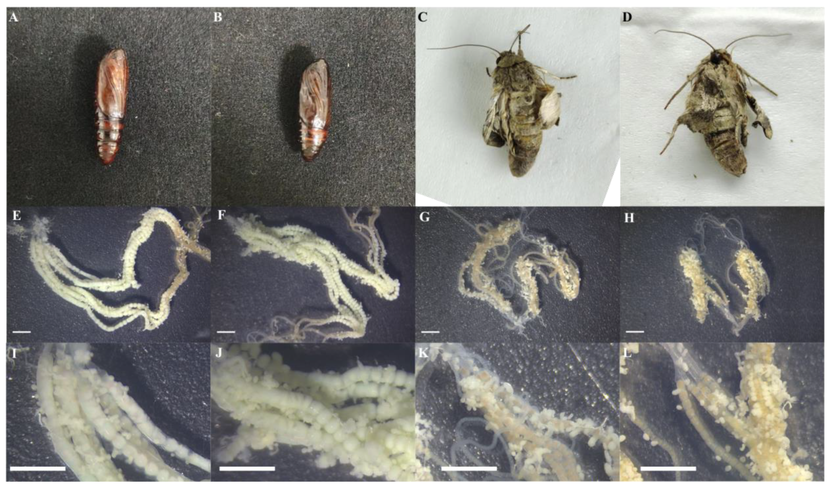 Agronomy 13 02177 g008
